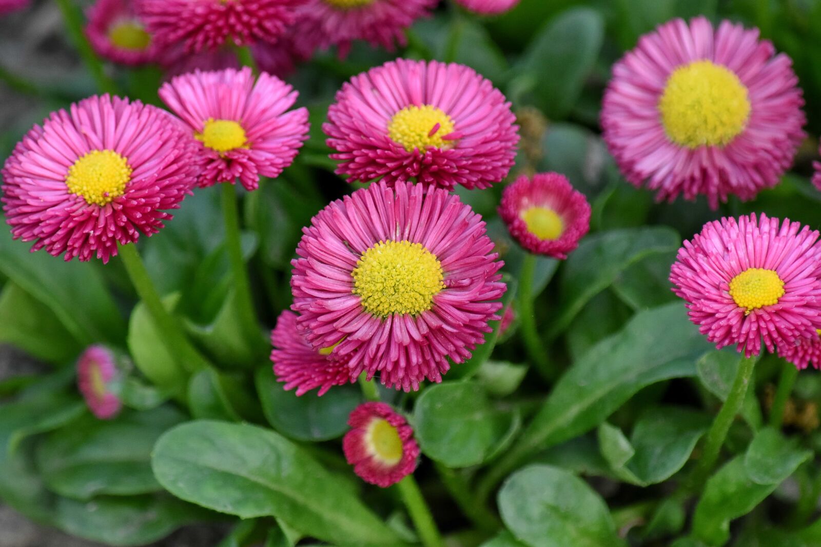 Nikon D5500 sample photo. Wildlife, flower, herb, flora photography