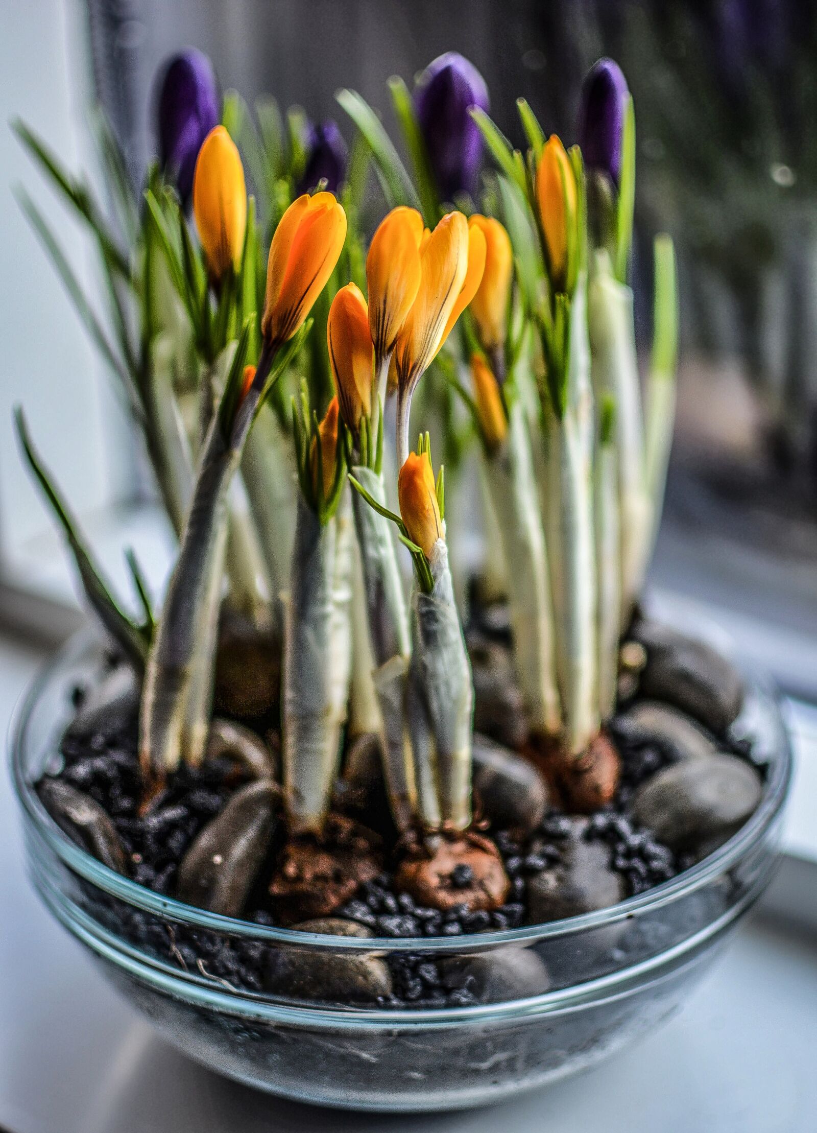 Nikon D5200 sample photo. Crocuses, pot, spring photography