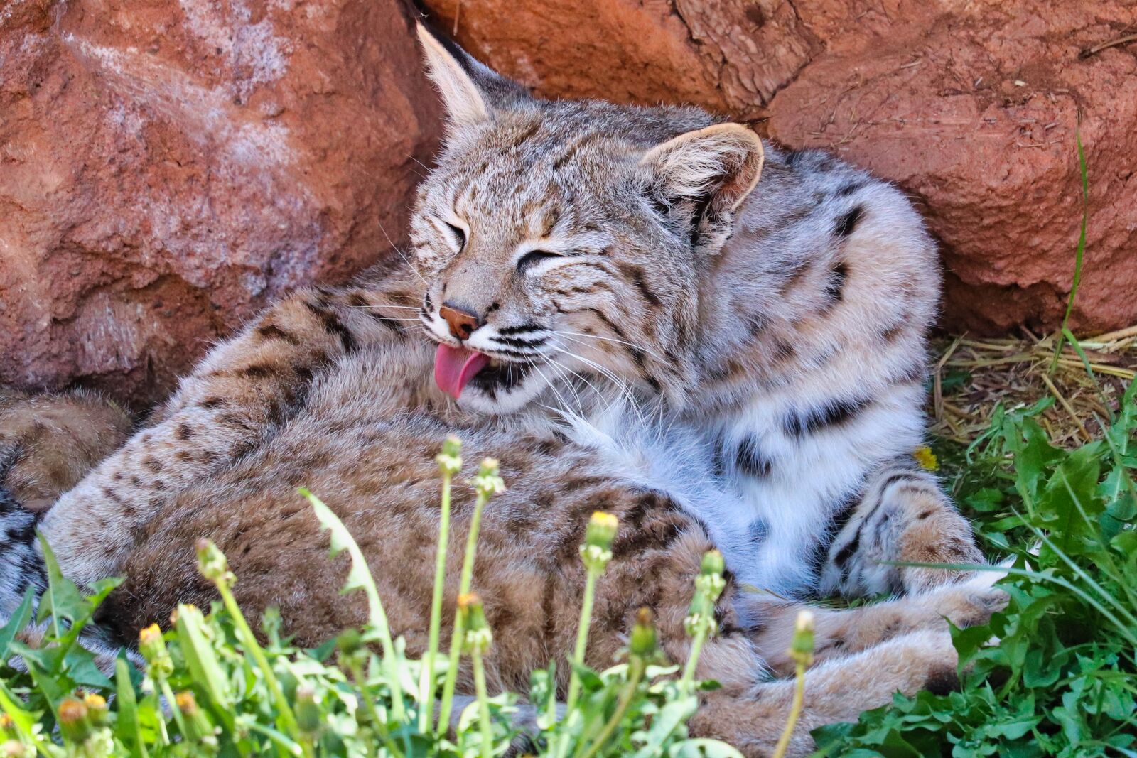 Canon EOS 200D (EOS Rebel SL2 / EOS Kiss X9) sample photo. Bobcat, forest, lynx photography