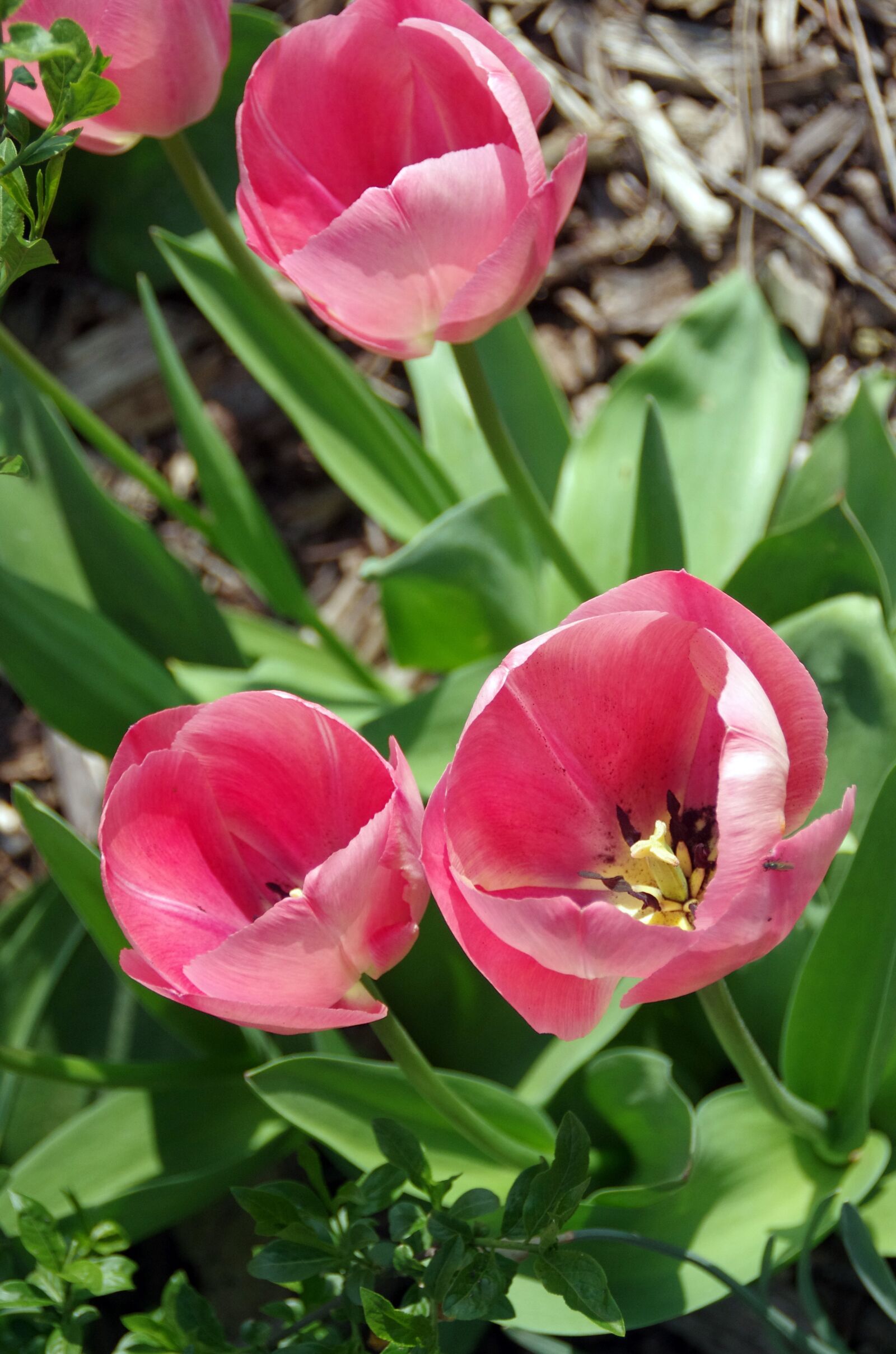 Pentax K-5 sample photo. Tulips, roses, lily photography