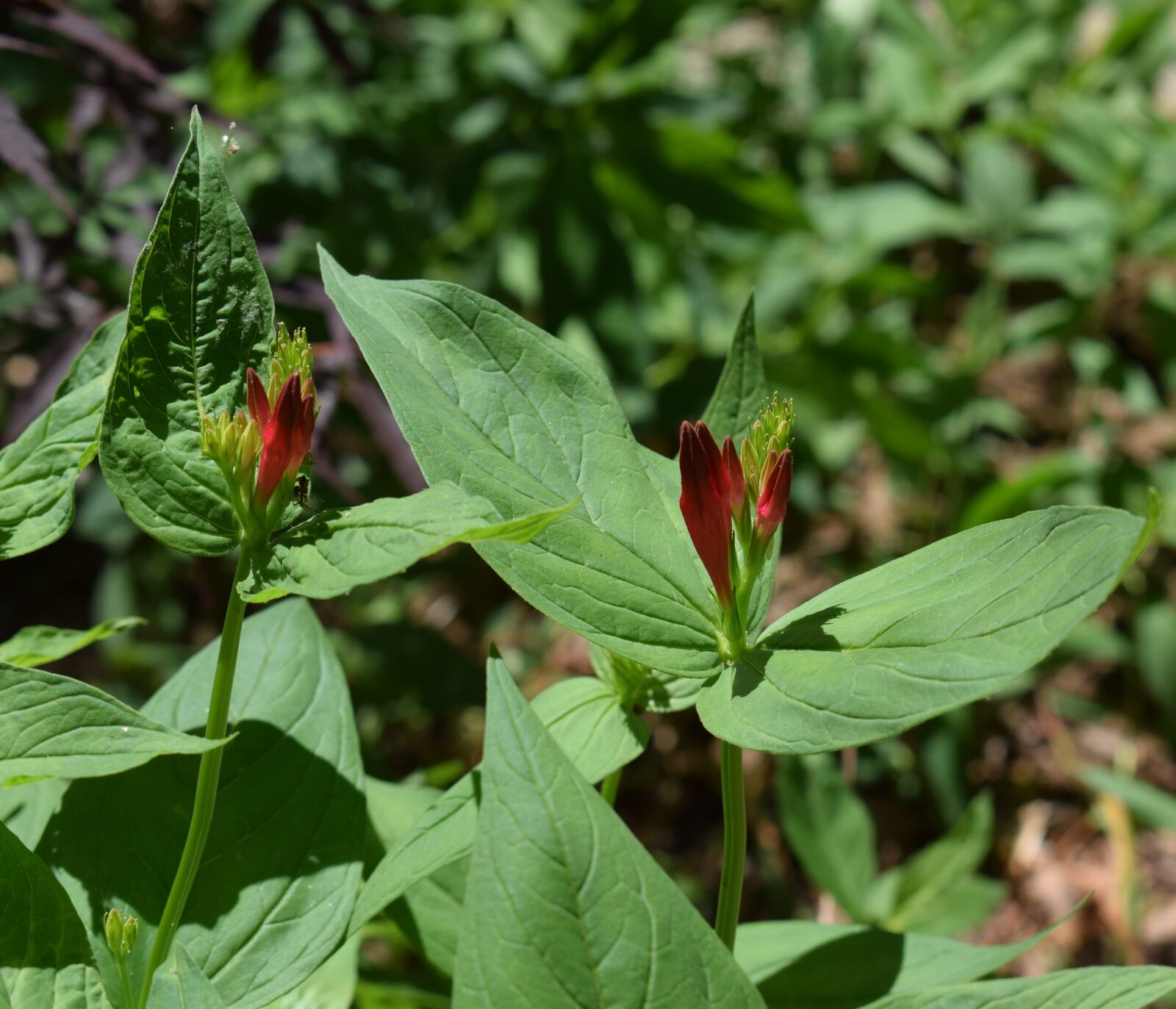 Nikon D3300 sample photo. Indian pink and buds photography