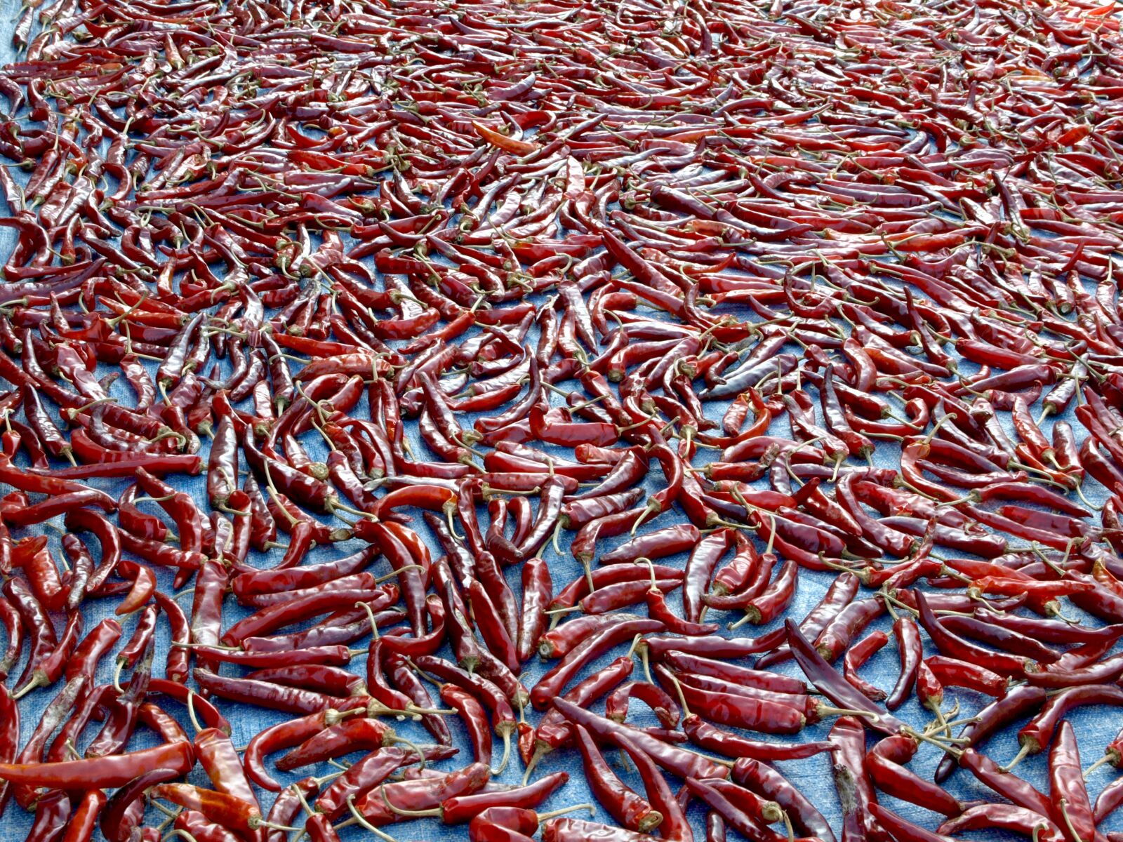 Olympus E-410 (EVOLT E-410) sample photo. Pepper, chilli powder making photography