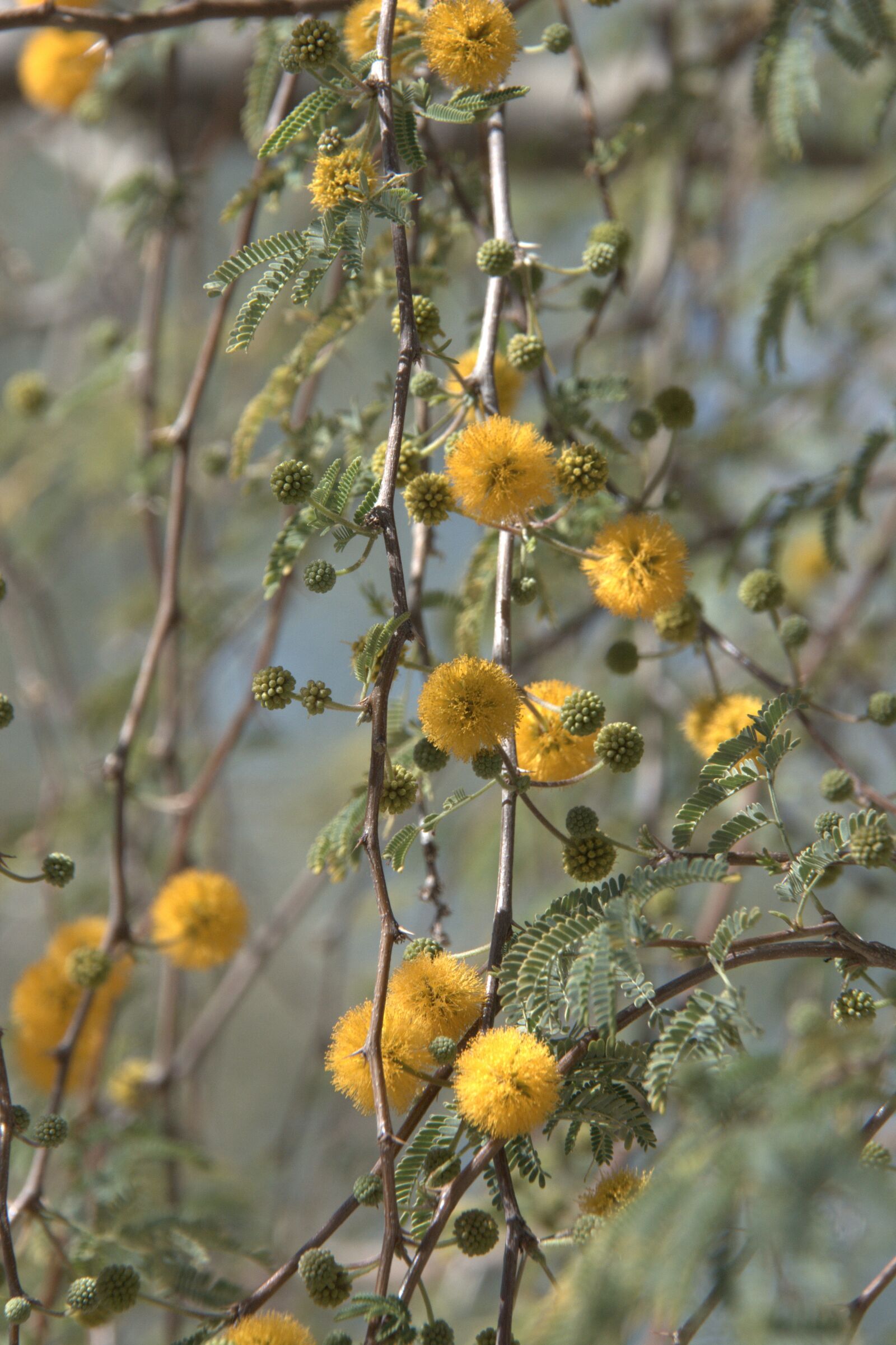 Nikon D7100 sample photo. Yellow, desert, flower photography