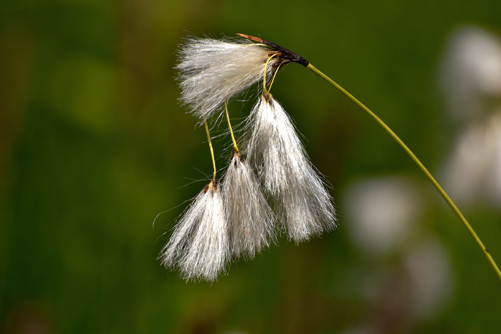 Nikon D7200 sample photo. Constance beach schmielen, deschampsia photography
