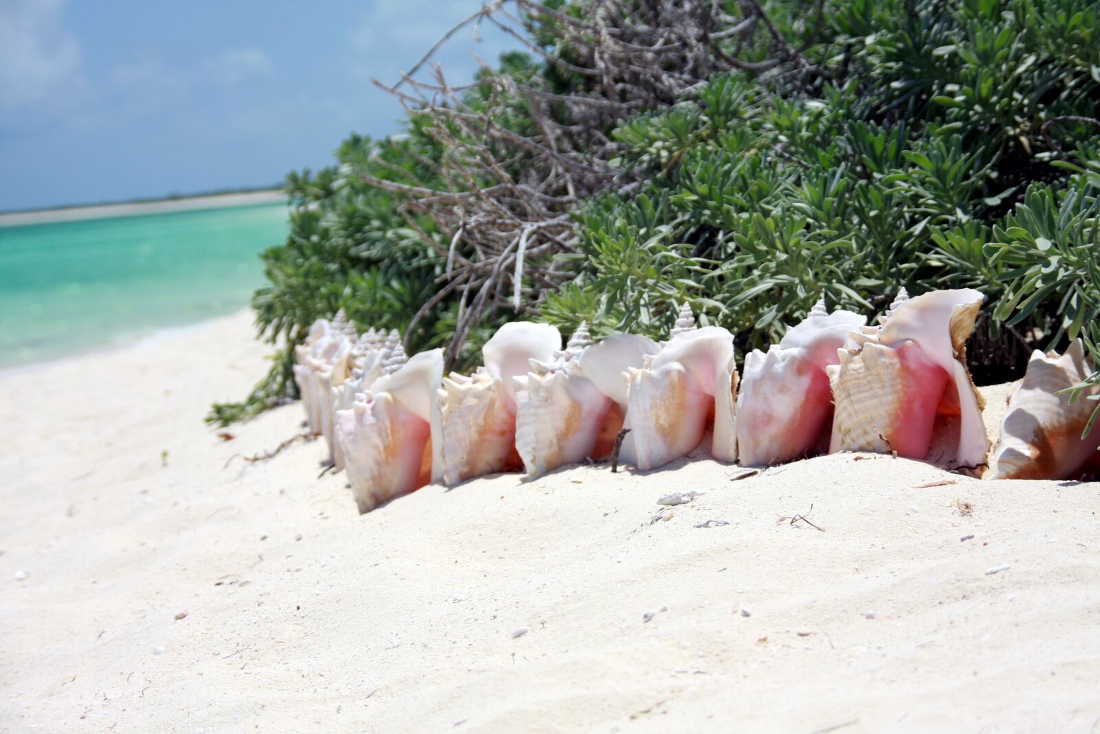 Canon EOS 40D sample photo. Snails, caribbean, beach photography