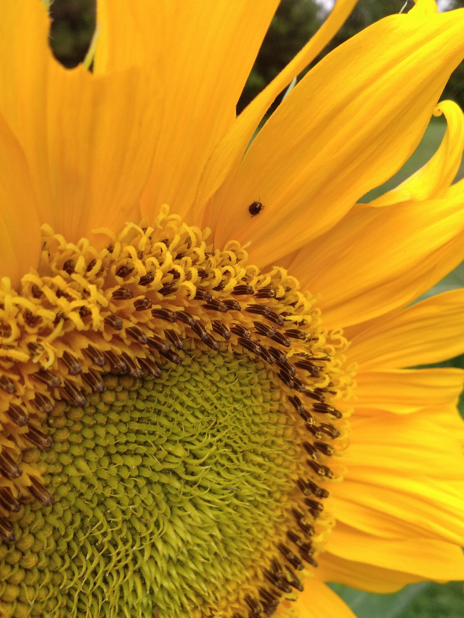 vivo Y53 sample photo. Sunflower, flower, yellow photography