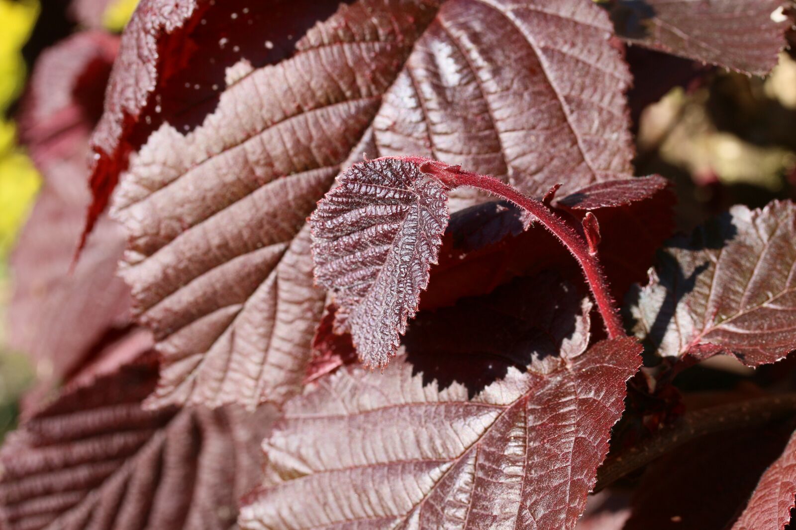 Canon EOS 70D + Canon EF-S 60mm F2.8 Macro USM sample photo. Leaves, red, hazelnut photography