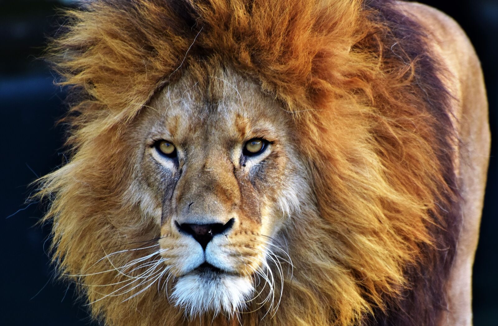 Nikon D7200 sample photo. Lion, big cat, predator photography