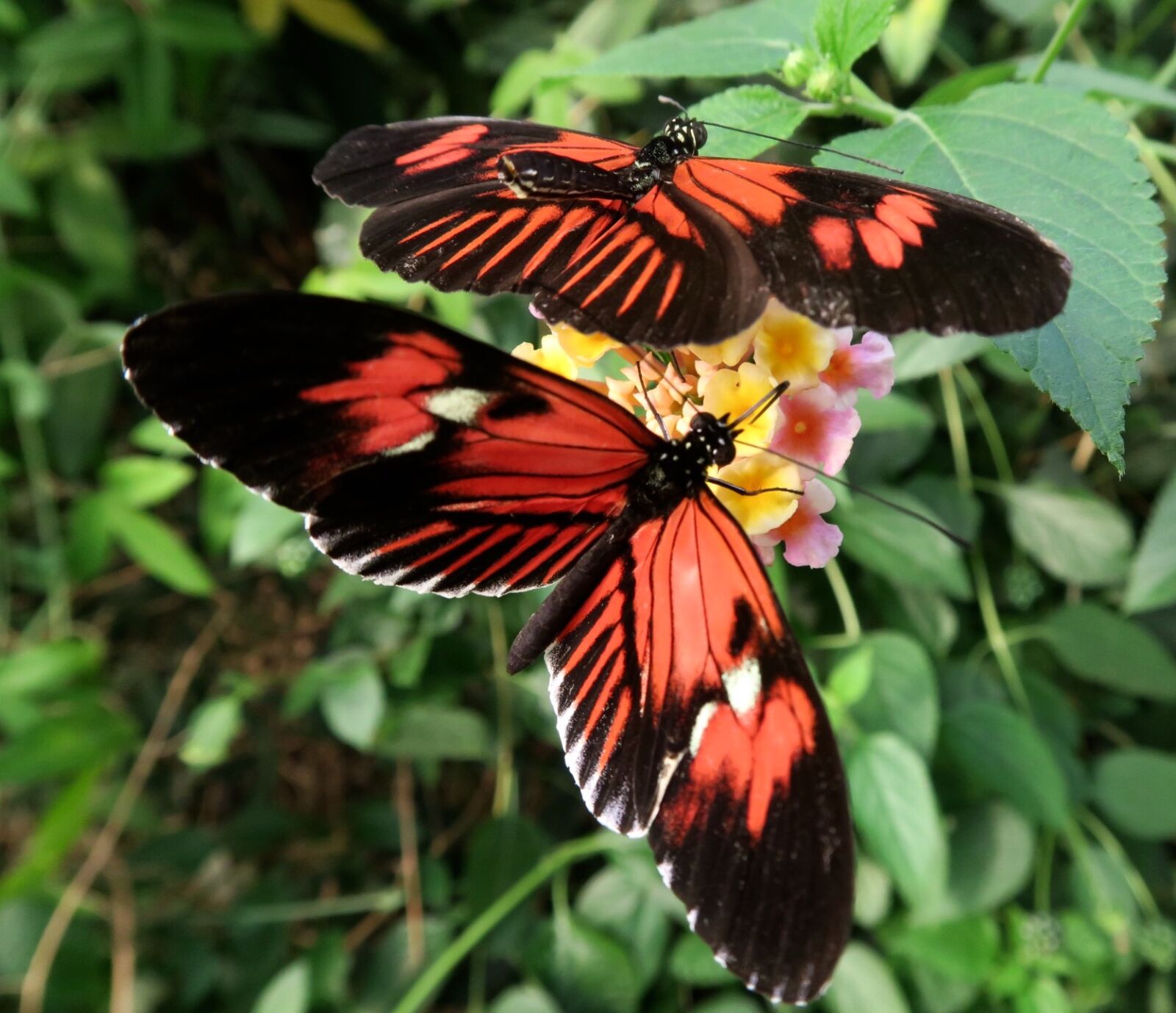 Canon PowerShot G7 X sample photo. Black, butterflies, butterfly, insect photography