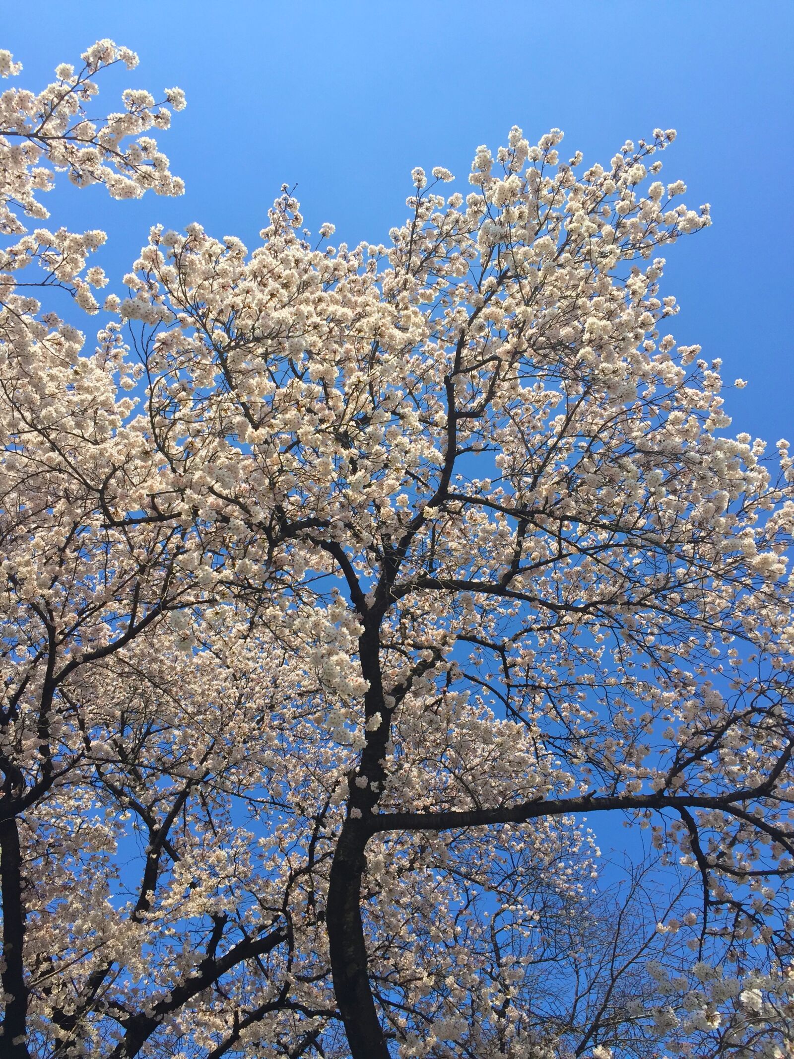 Apple iPhone 6 sample photo. Sakura, spring, japan photography
