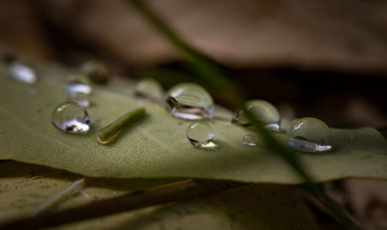 Canon EF 100mm F2.8L Macro IS USM sample photo. Leaf, outdoor, wet photography