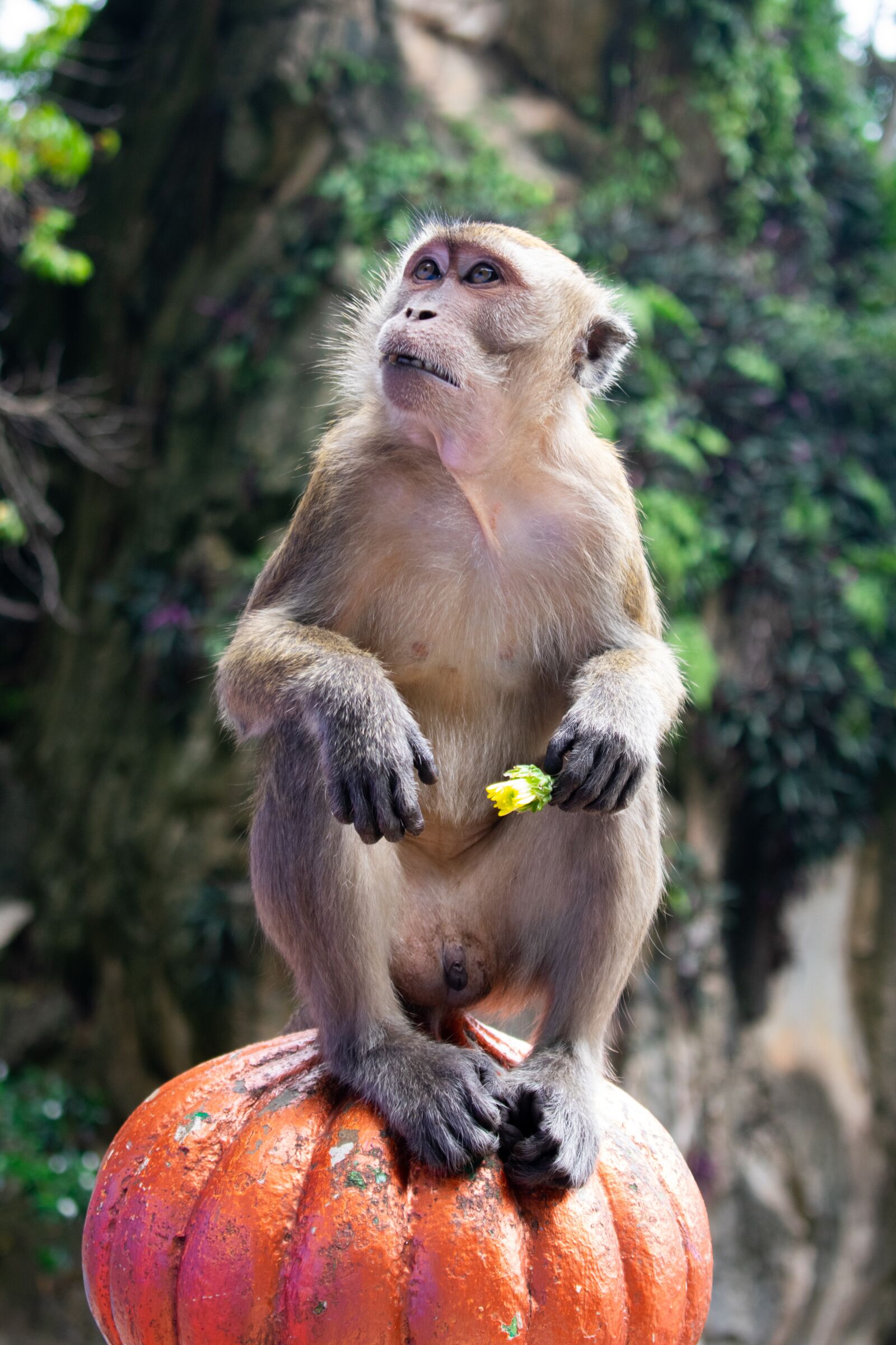Nikon D3400 sample photo. Monkey, jungle, animal photography
