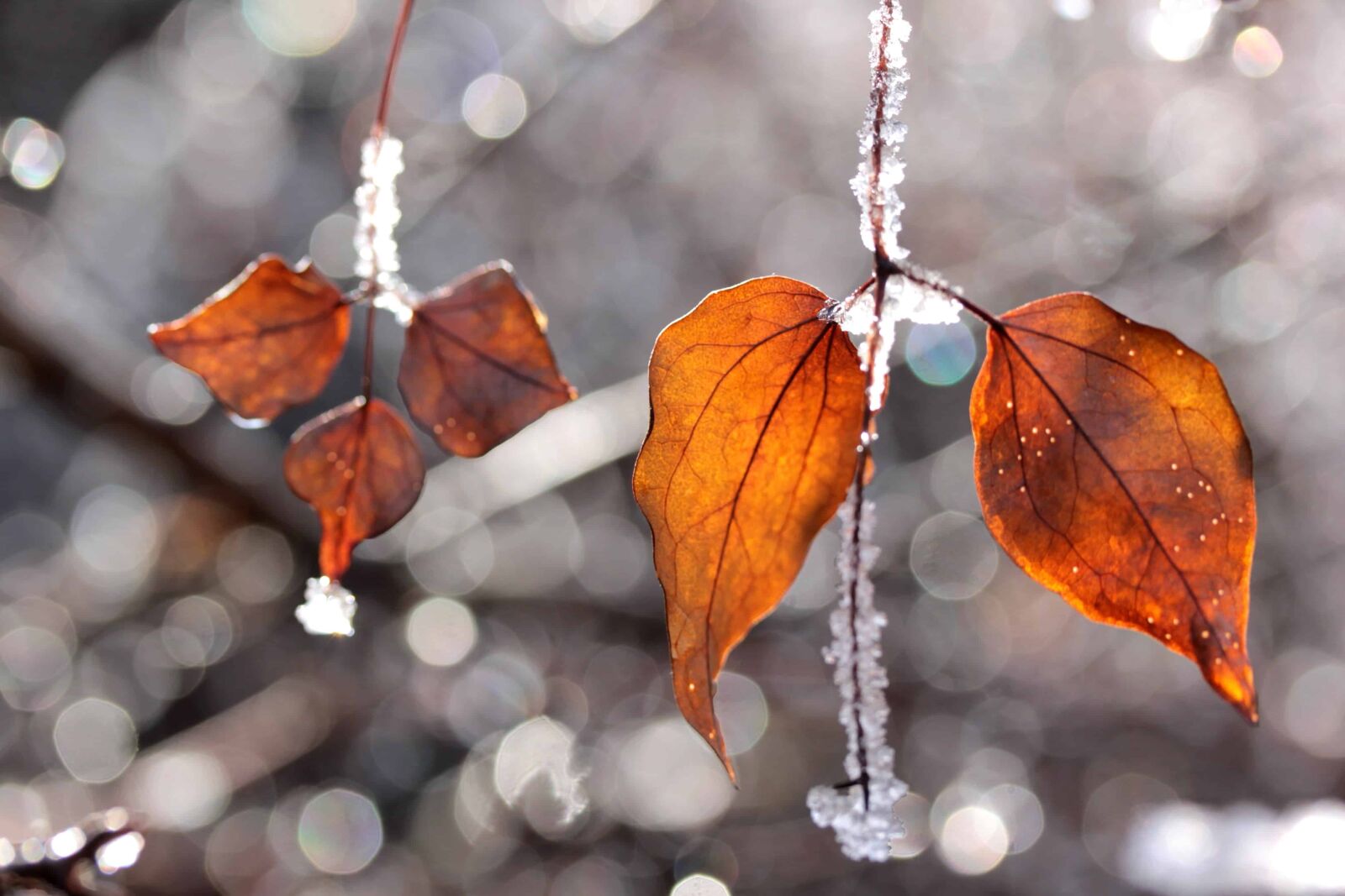 Canon EOS 1100D (EOS Rebel T3 / EOS Kiss X50) sample photo. Winter, tree, leaf, daylight photography