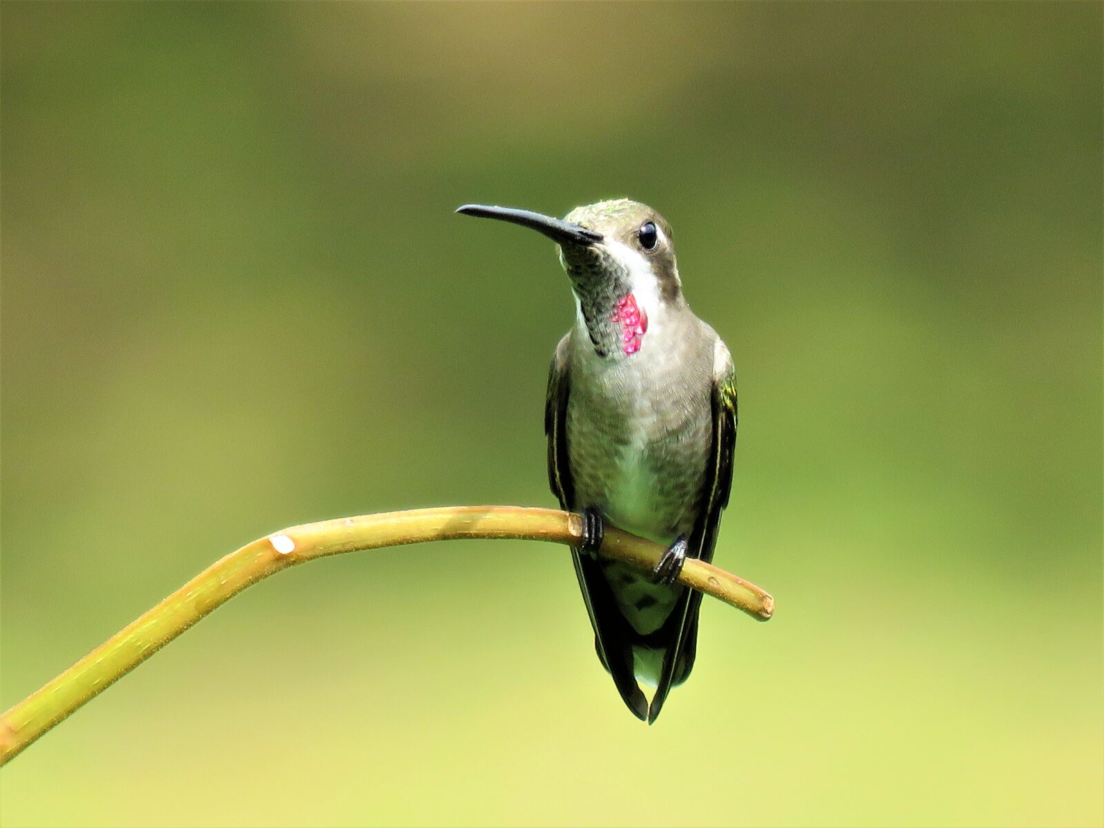 Canon PowerShot SX60 HS sample photo. Hummingbird, closeup, birding photography