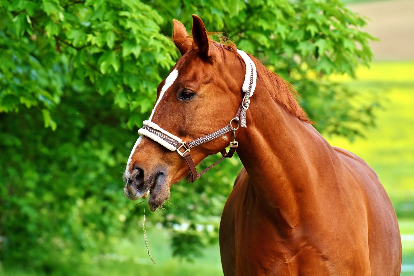 Nikon D7200 sample photo. Horse, brown, coupling photography