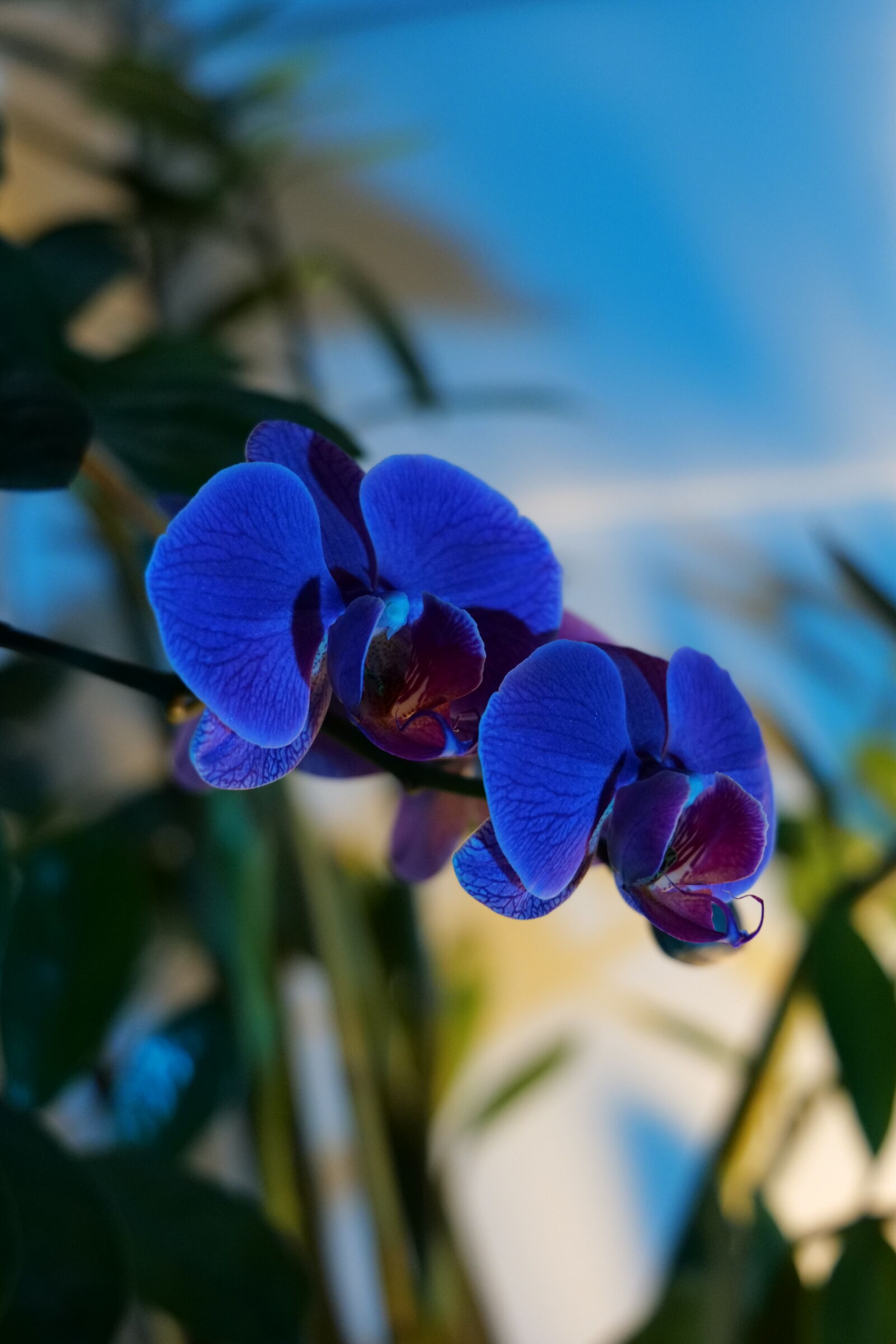 Panasonic DC-S5D sample photo
