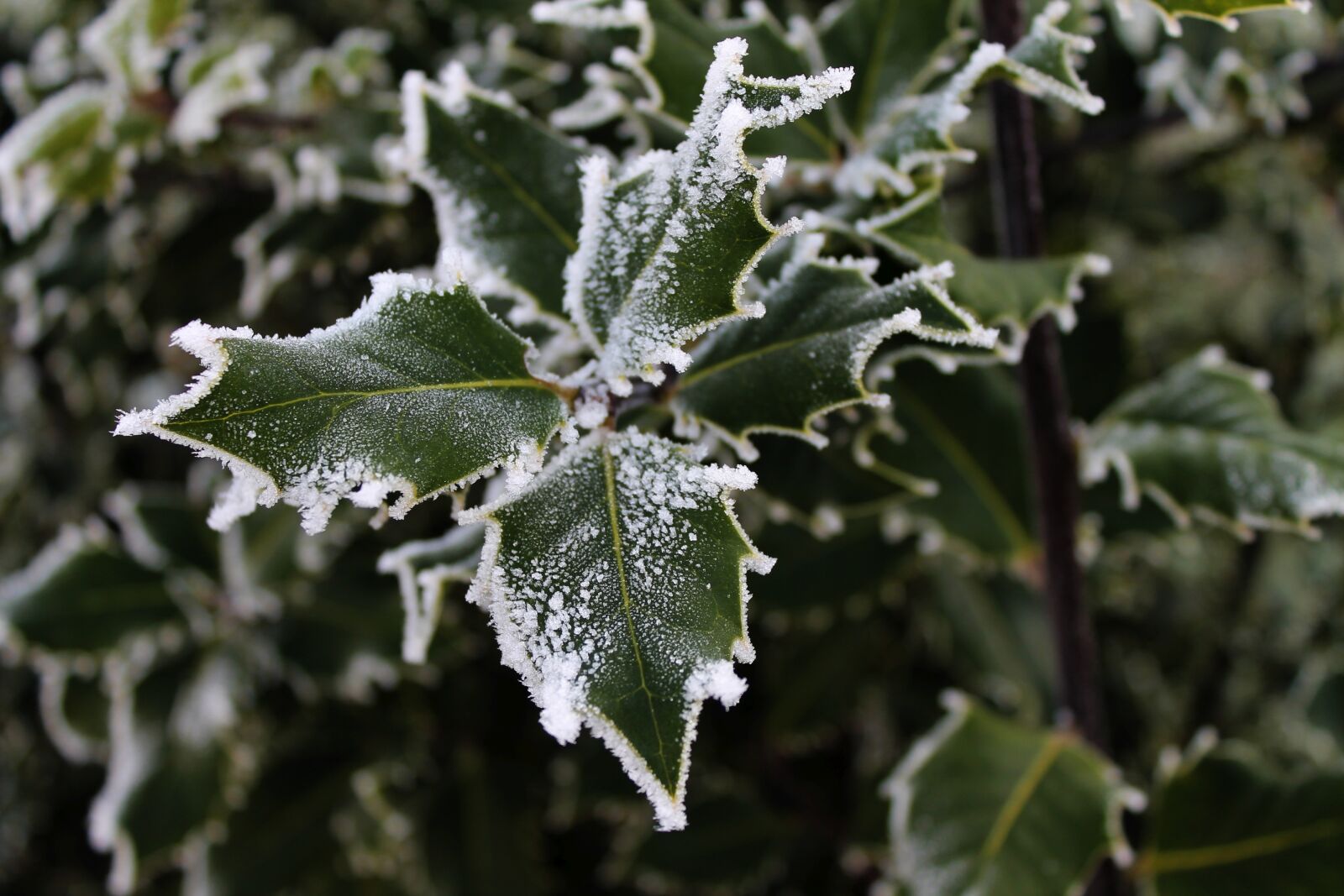 Canon EOS 1100D (EOS Rebel T3 / EOS Kiss X50) sample photo. Ilex, plant, holly photography