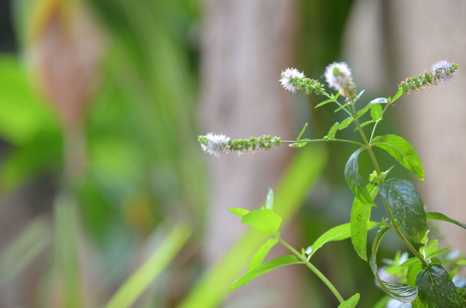 Nikon D5100 sample photo. Macro photography, nature, photography photography
