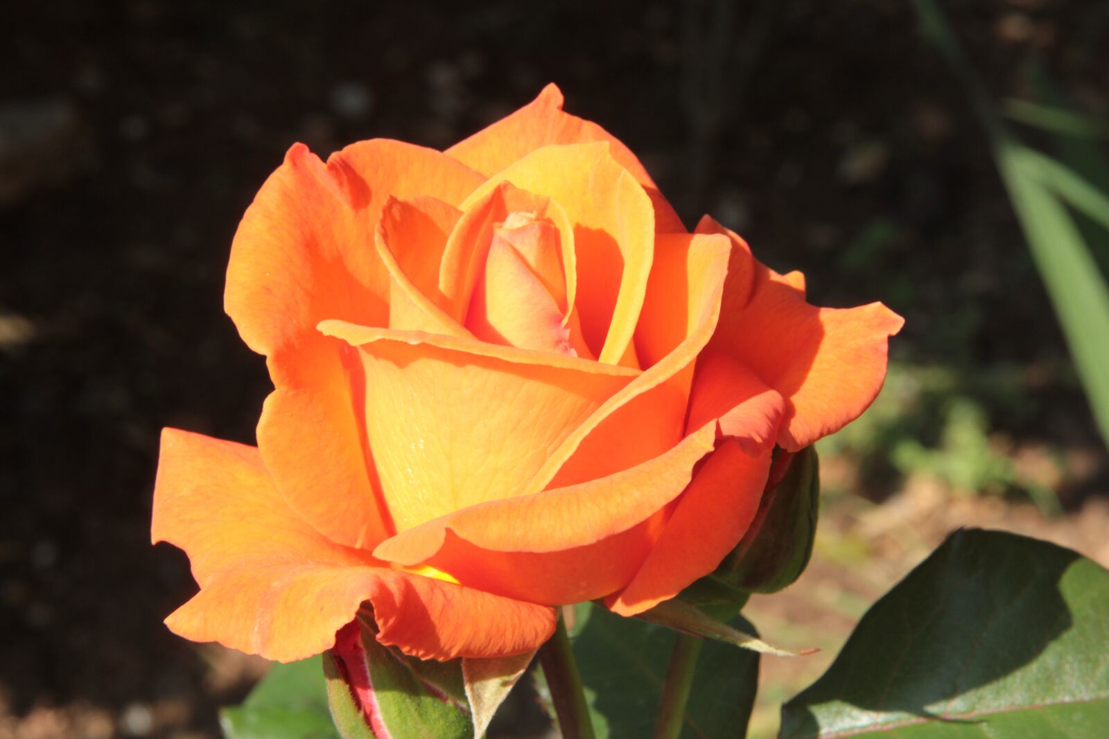 Canon EOS 550D (EOS Rebel T2i / EOS Kiss X4) sample photo. Rose, roses, orange roses photography
