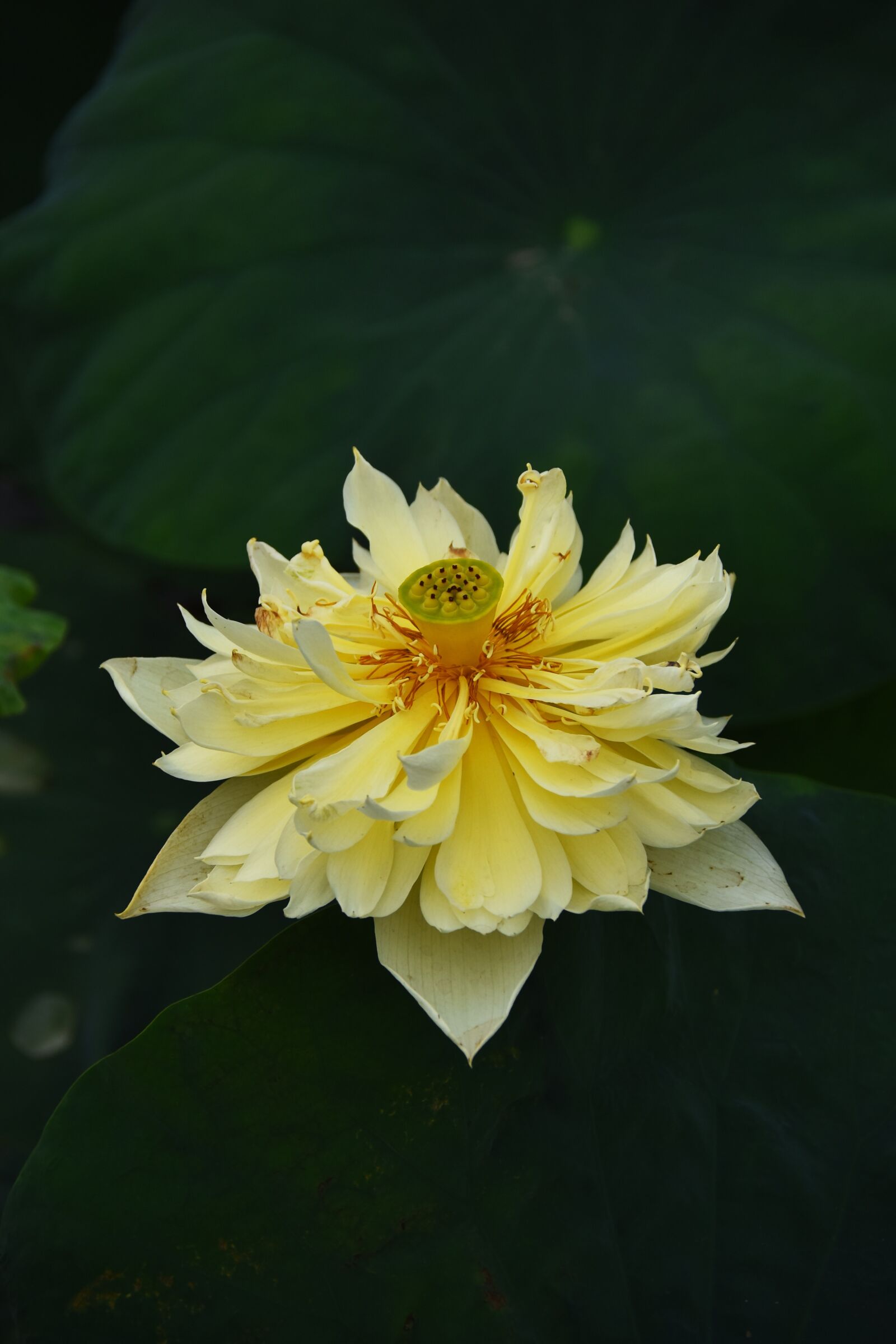 Nikon D7200 sample photo. Golden lotus, dress, outdoor photography
