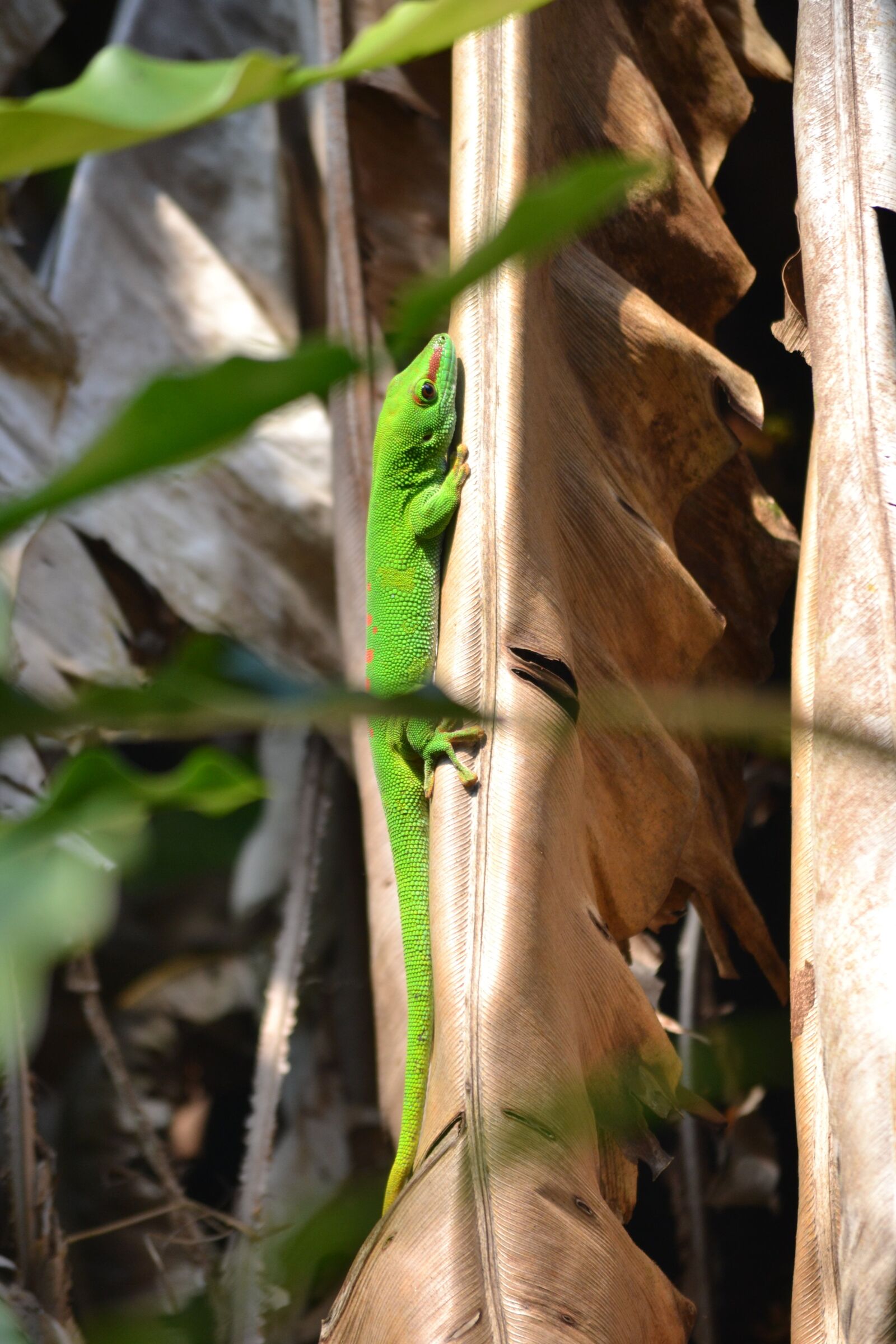 Nikon D3100 sample photo. Lizard, zoo, green photography