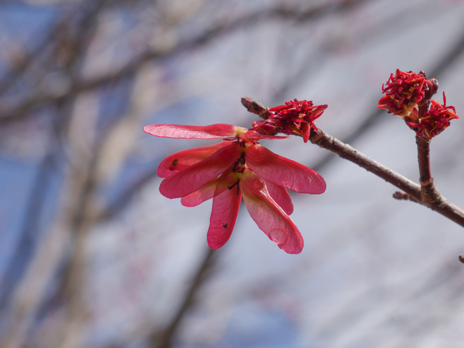 Panasonic Lumix G Vario 14-42mm F3.5-5.6 II ASPH Mega OIS sample photo