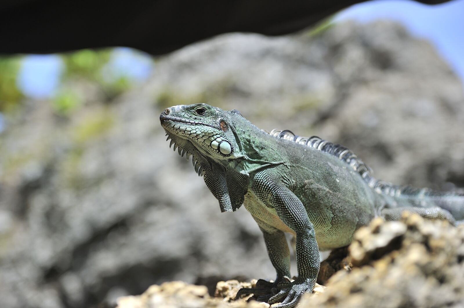 Nikon D3S sample photo. Reptile, iguana, fauna photography