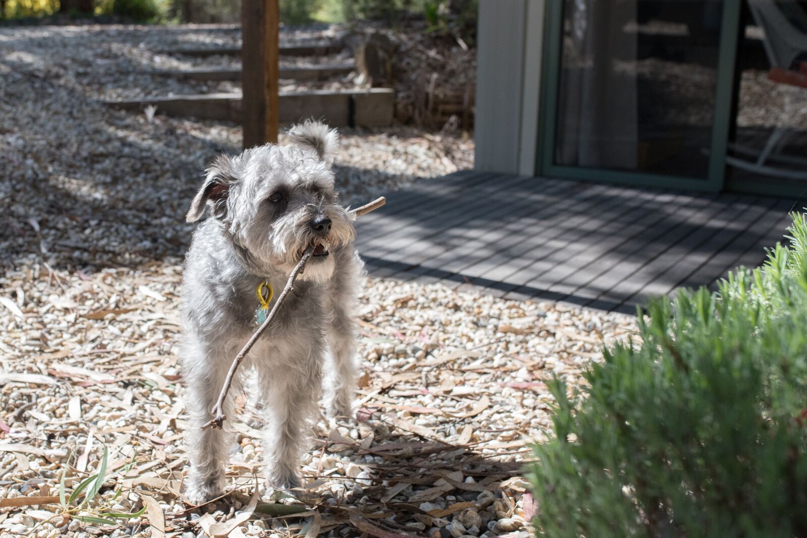 Nikon D750 sample photo. Schnoodle, dog, animal photography