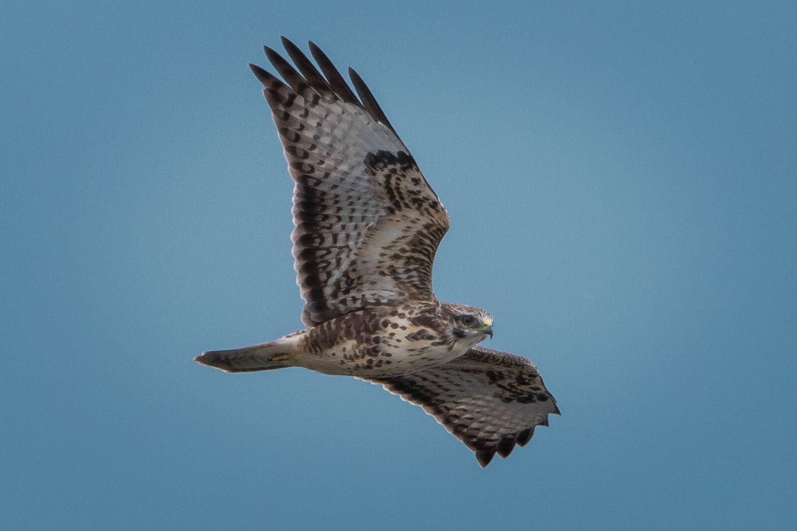 Nikon D750 sample photo. Buzzard, sky, bird photography