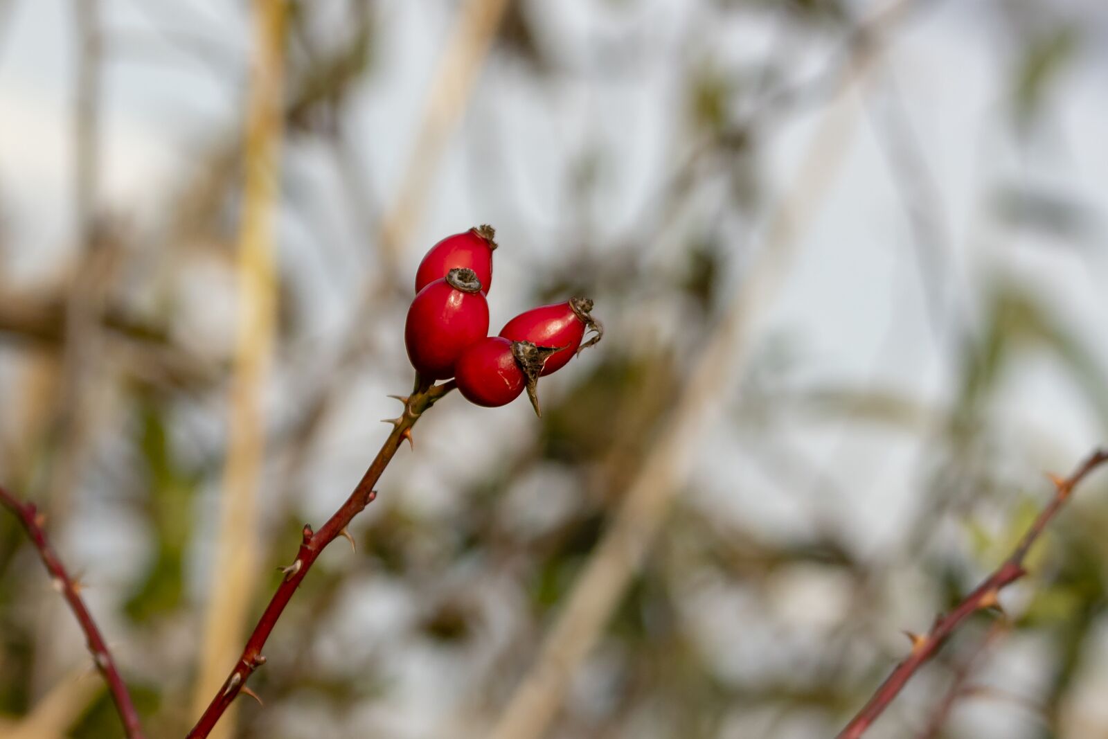 Canon EF75-300mm f/4-5.6 sample photo. Wildflower, rosehips, brian photography