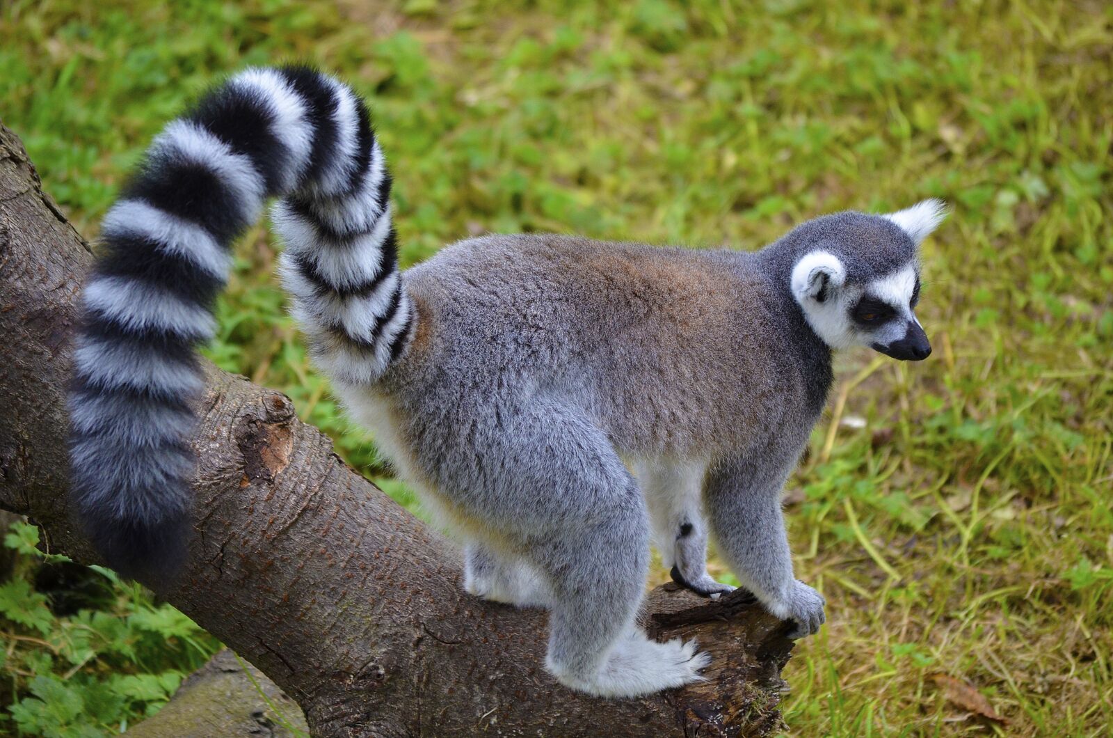 Nikon D7000 sample photo. Lemur, animal, ring-tailed photography