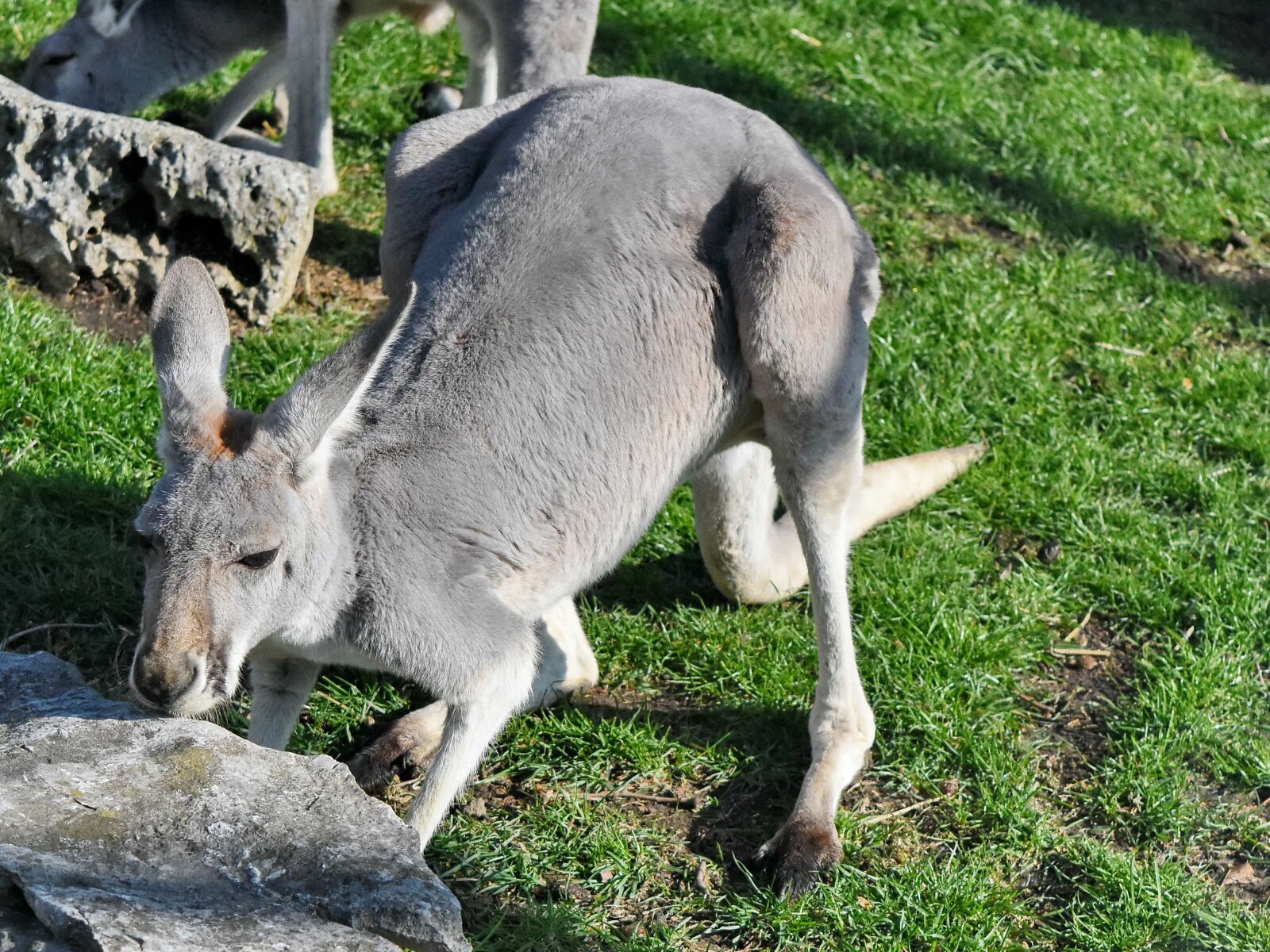 Nikon D5500 sample photo. Nature, kangaroo, wildlife, grass photography