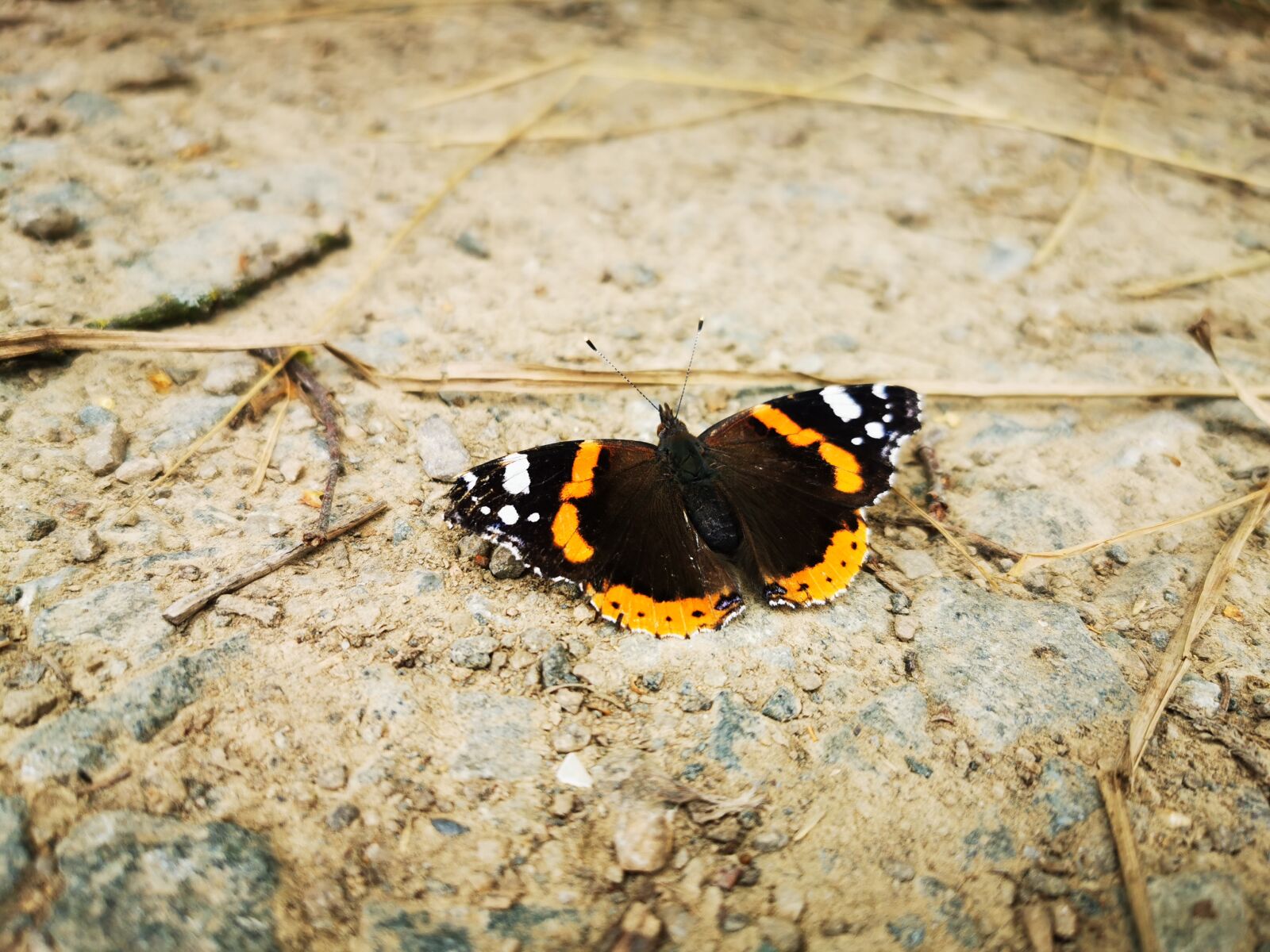 HUAWEI P30 Pro sample photo. Butterfly, insect, butterflies photography