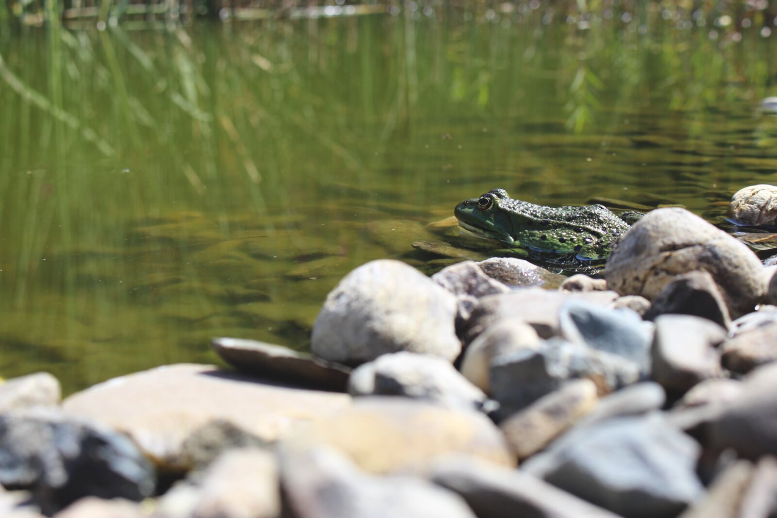 Canon EOS 700D (EOS Rebel T5i / EOS Kiss X7i) sample photo. Frog, pond, water photography