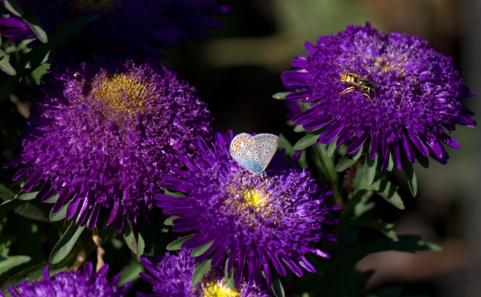 Canon EOS 700D (EOS Rebel T5i / EOS Kiss X7i) + Canon EF 85mm F1.8 USM sample photo. Butterfly, blue, flower photography