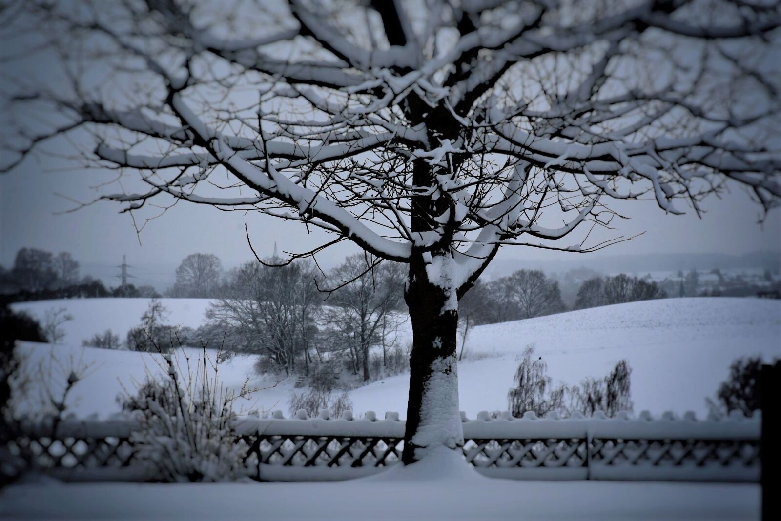 Nikon D7200 sample photo. Tree, landscape, winter photography