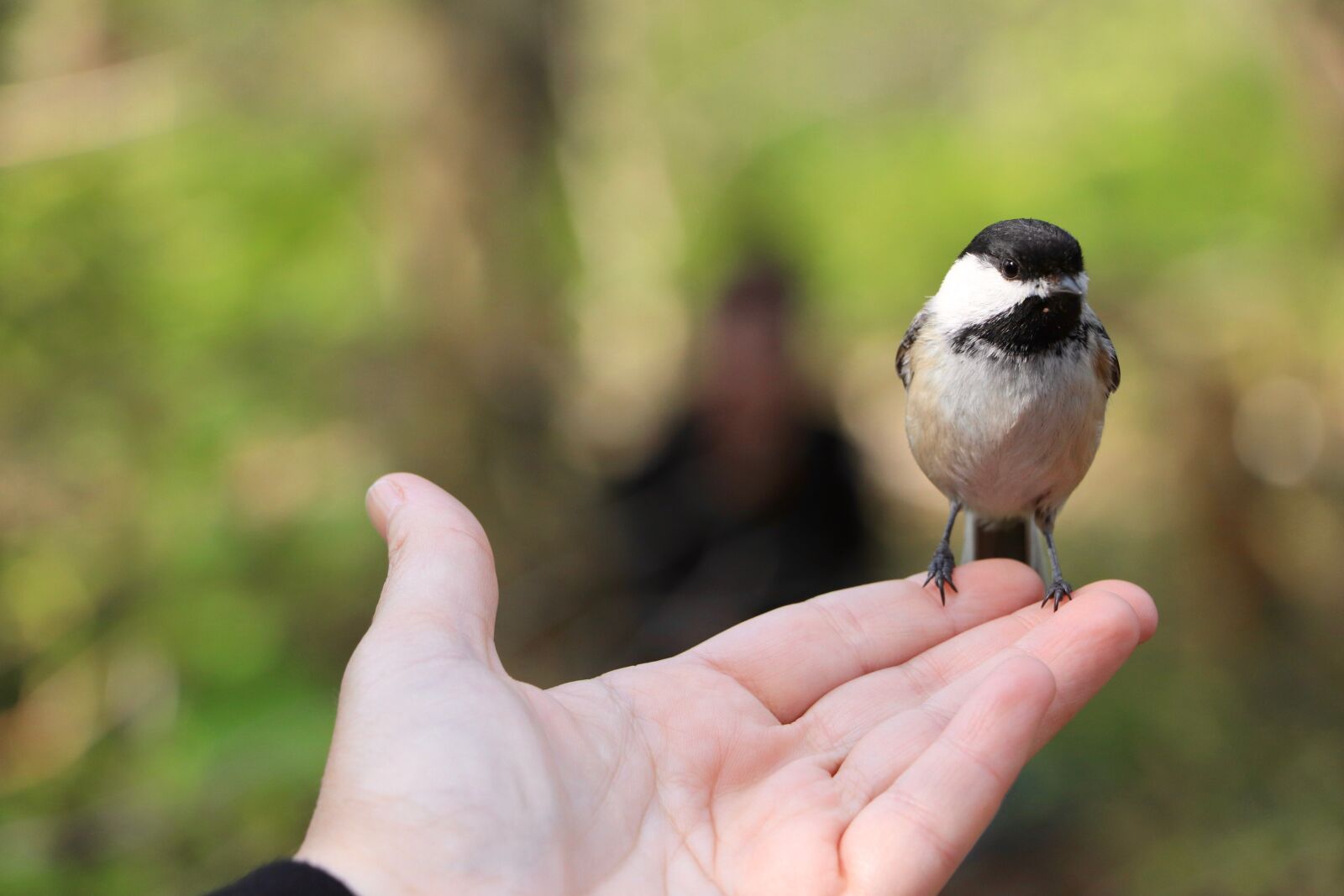 Canon EOS 800D (EOS Rebel T7i / EOS Kiss X9i) sample photo. Bird, tit, hand photography