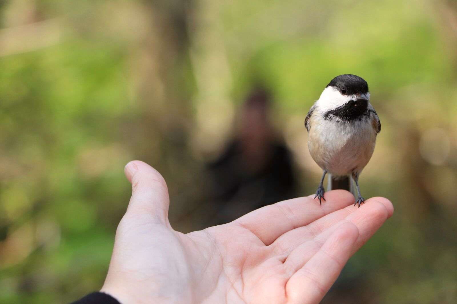 Canon EOS 800D (EOS Rebel T7i / EOS Kiss X9i) + Canon EF-S 18-135mm F3.5-5.6 IS STM sample photo. Bird, tit, hand photography