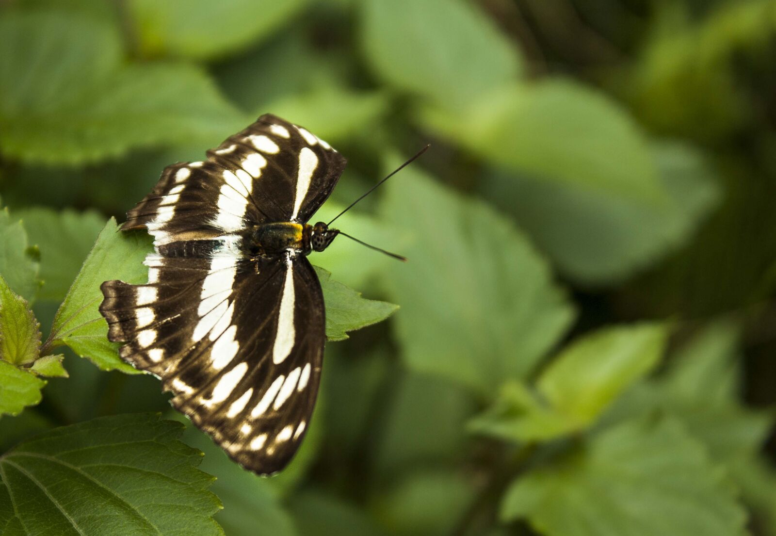 Canon EOS 450D (EOS Rebel XSi / EOS Kiss X2) sample photo. Butterfly, green, leaves photography