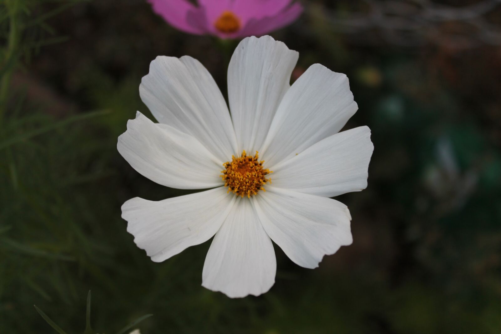 Canon EOS 1100D (EOS Rebel T3 / EOS Kiss X50) sample photo. Flower, grass, green photography