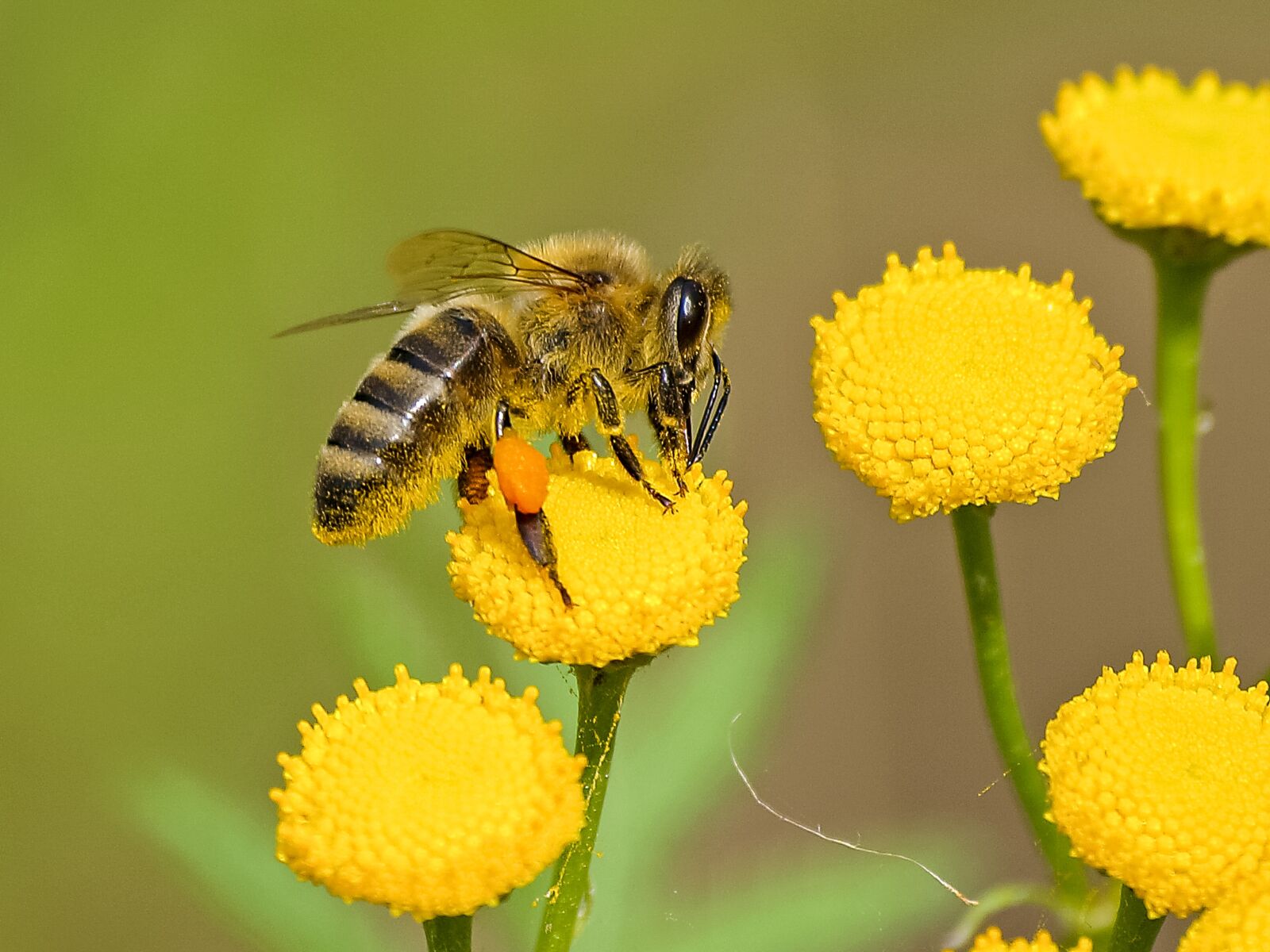 Olympus E-3 sample photo. Honey bee, bee, insect photography