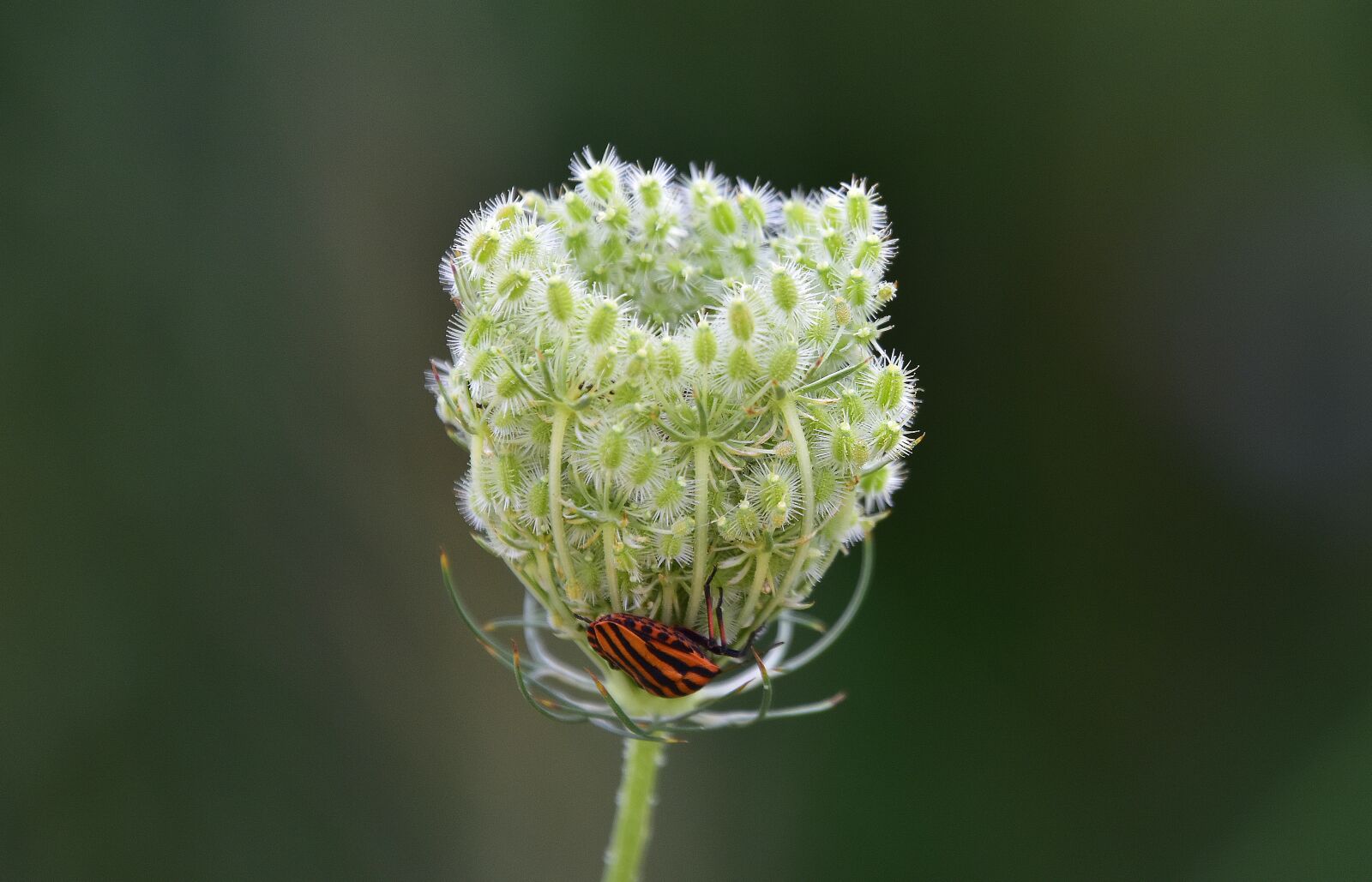 Nikon D7200 sample photo. Flower, nature, plant photography