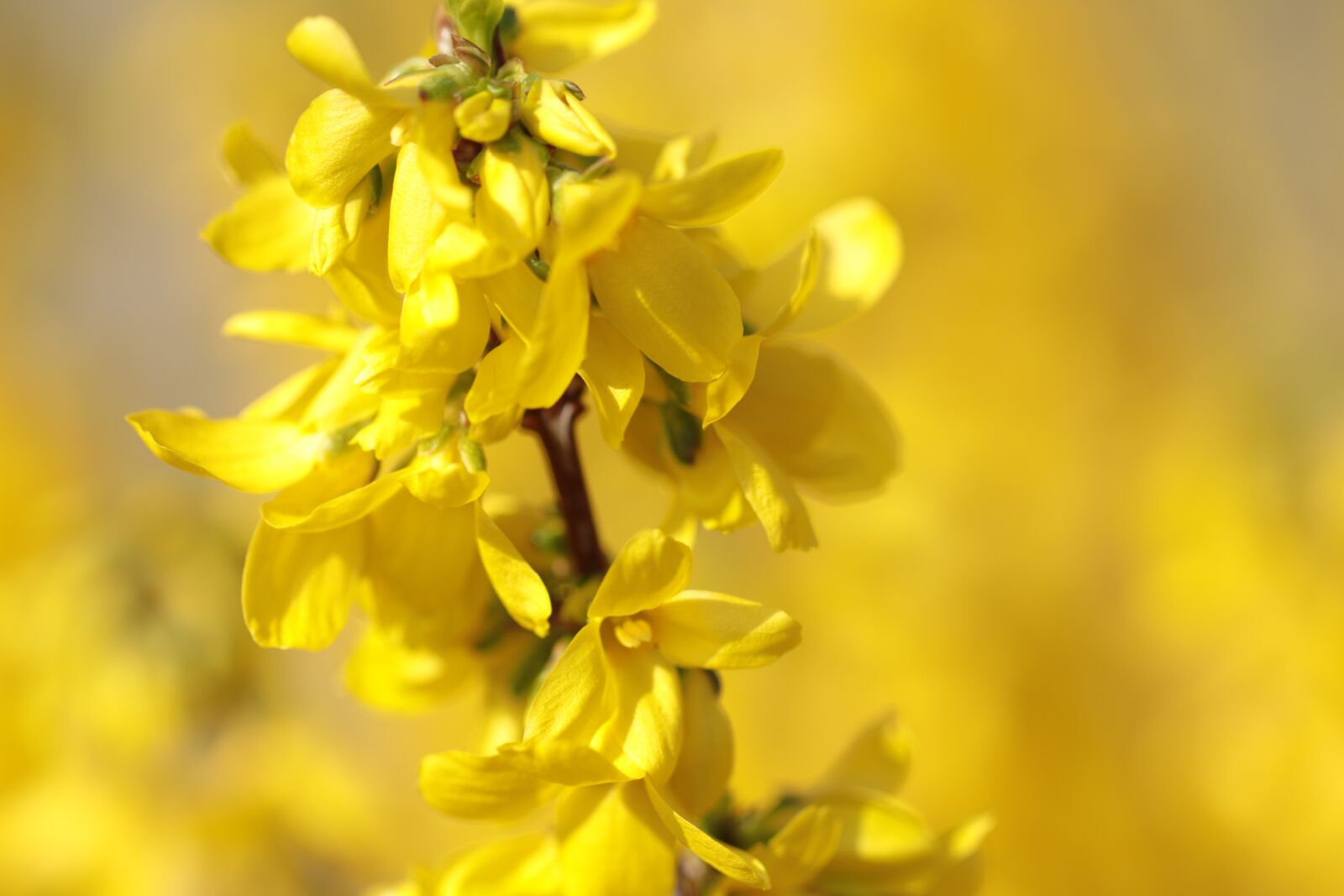 Canon EOS 80D sample photo. Forsythia, chinese bellflower, flowers photography