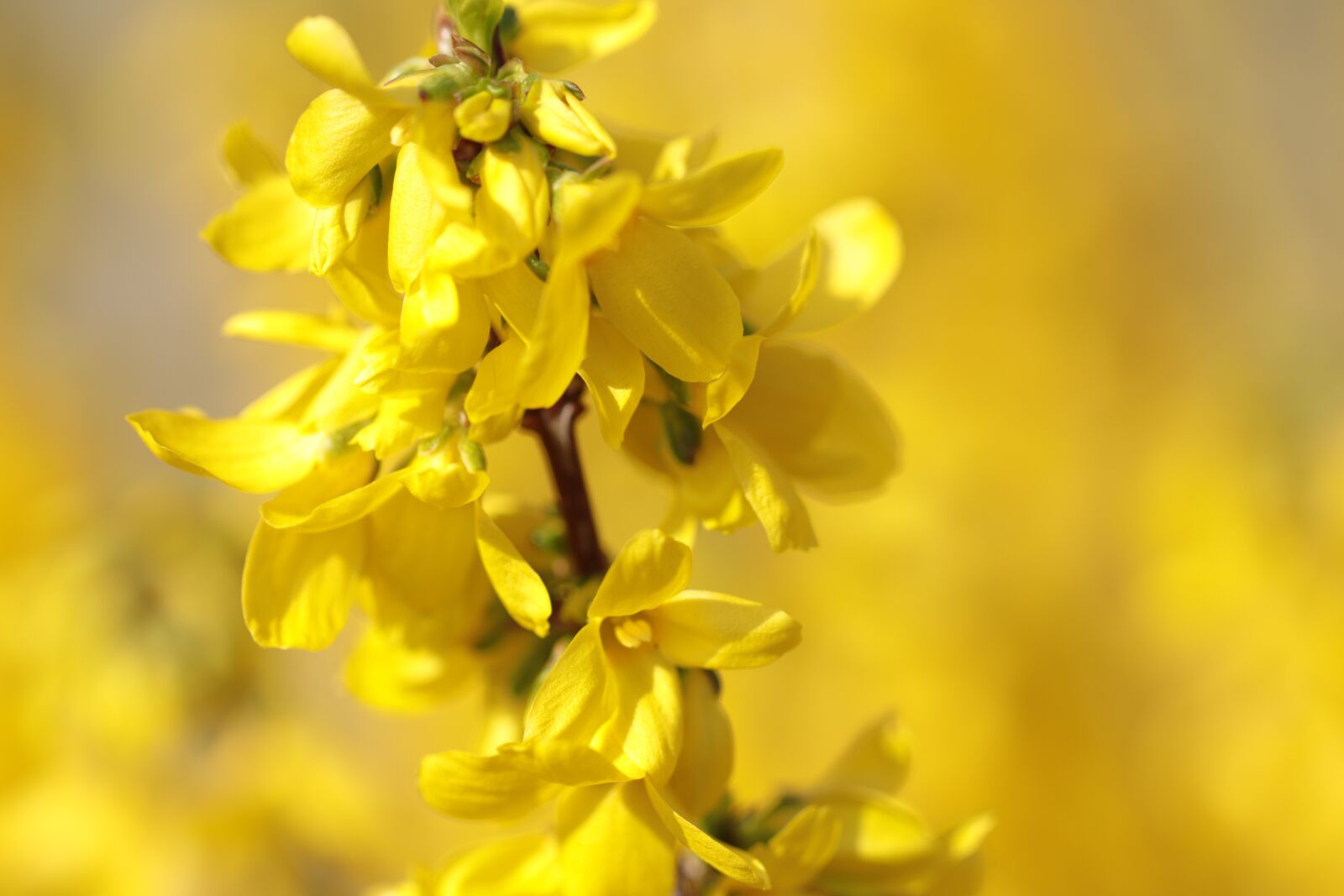 Canon EOS 80D + Canon EF 100mm F2.8L Macro IS USM sample photo. Forsythia, chinese bellflower, flowers photography