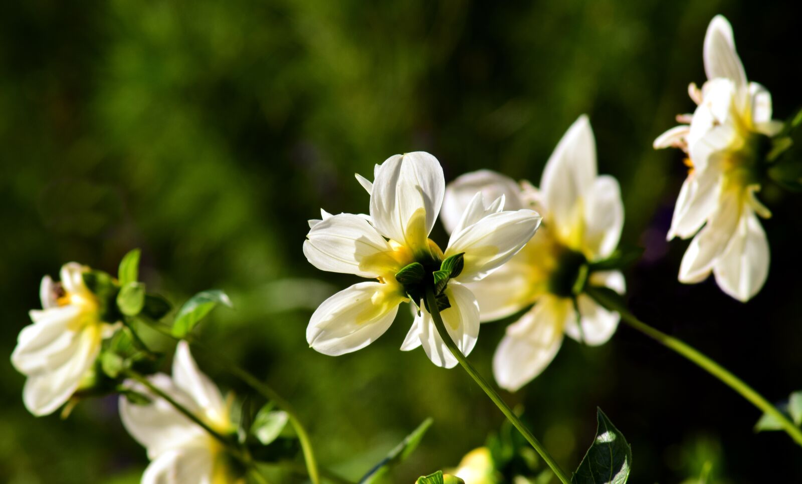Nikon D3300 sample photo. Dahlia, backlighting, composites photography