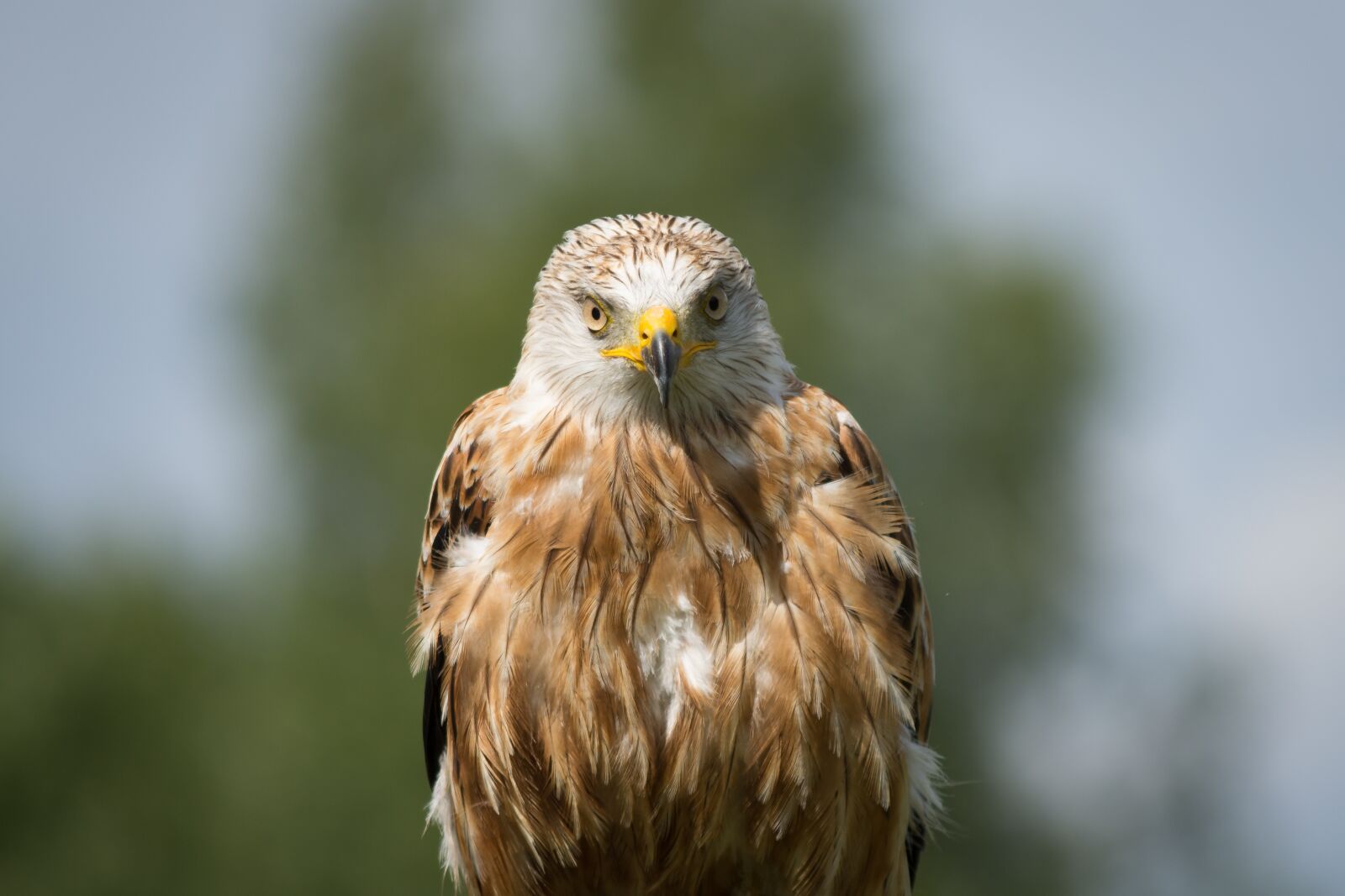 Nikon D7200 sample photo. Milan, raptor, bird of photography