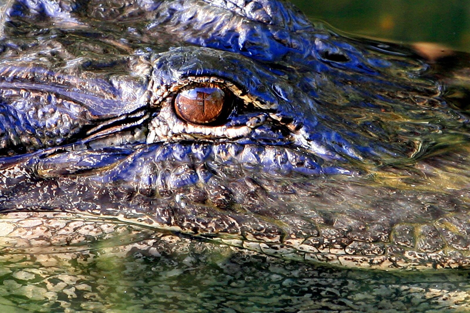 Canon EOS-1D Mark II N sample photo. Alligator eye, head, wildlife photography
