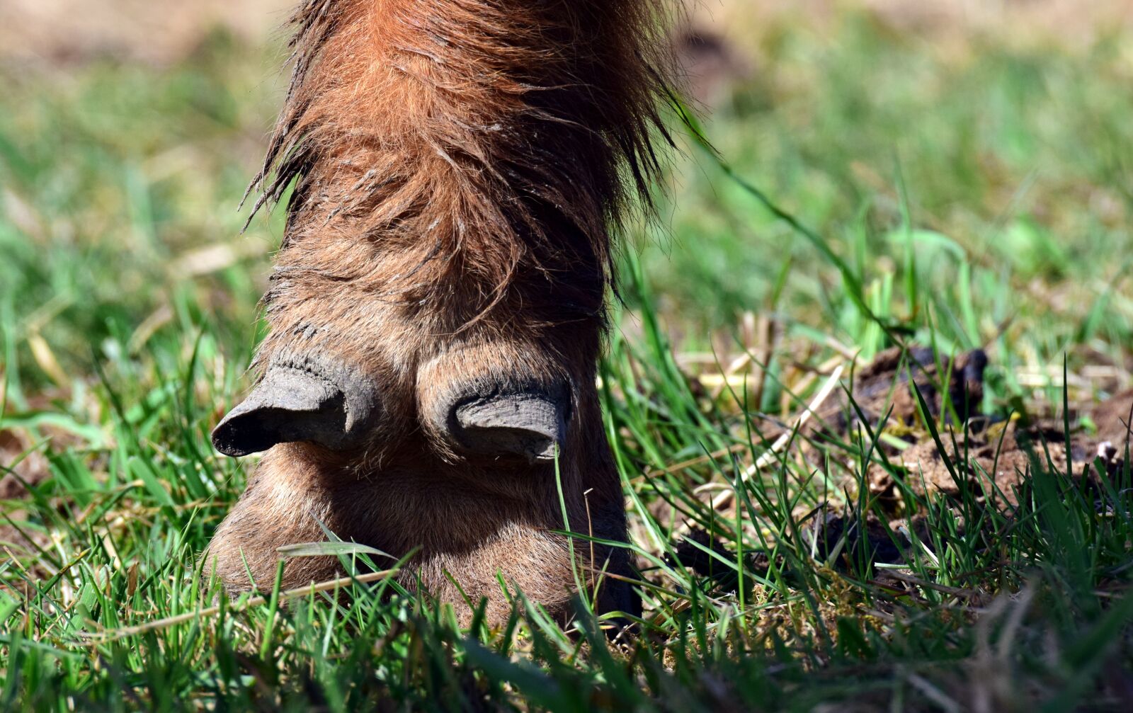 Nikon D3300 sample photo. Huf, cow, beef photography