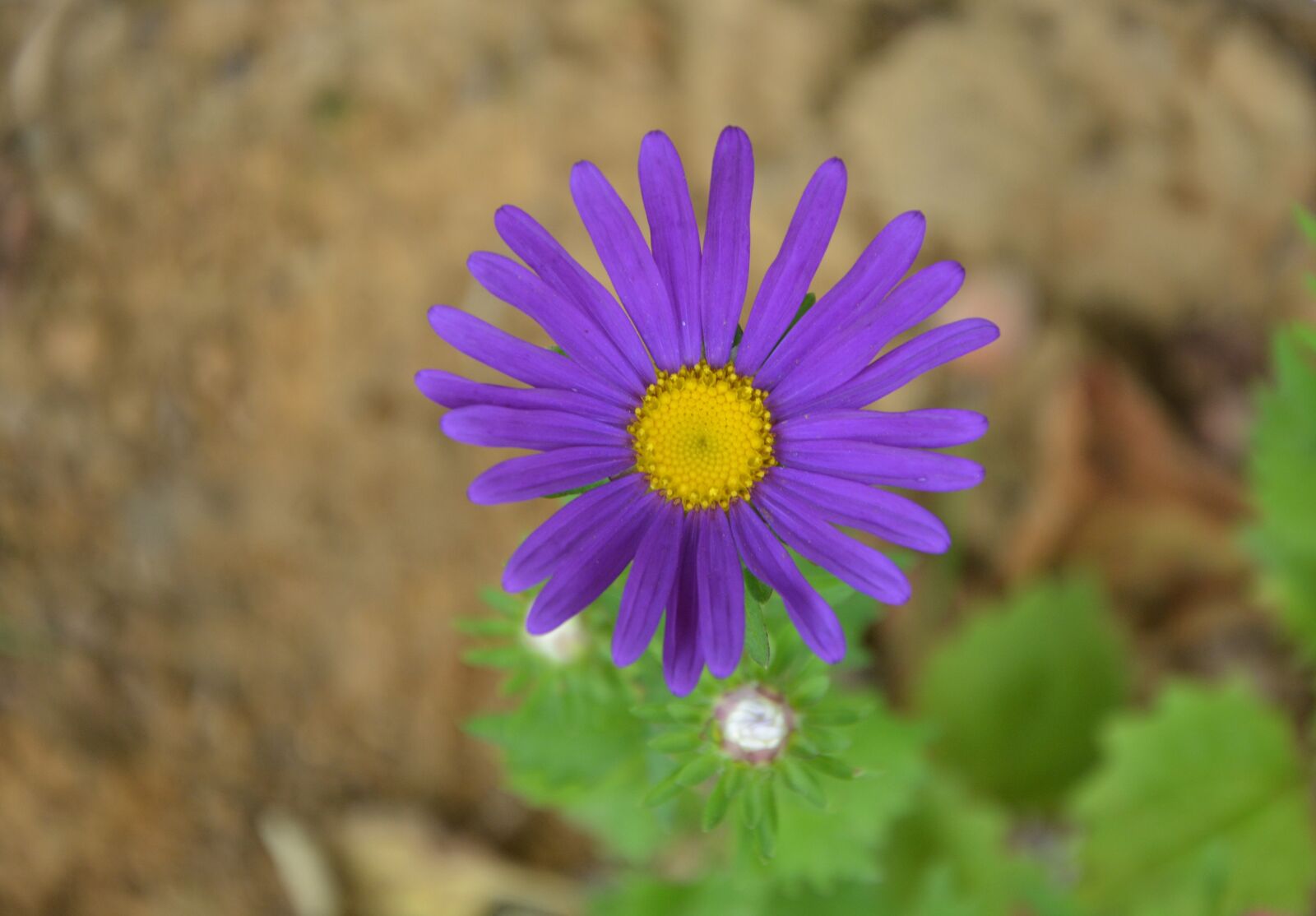 Nikon D5200 sample photo. Flowers, flower, marguerite purple photography