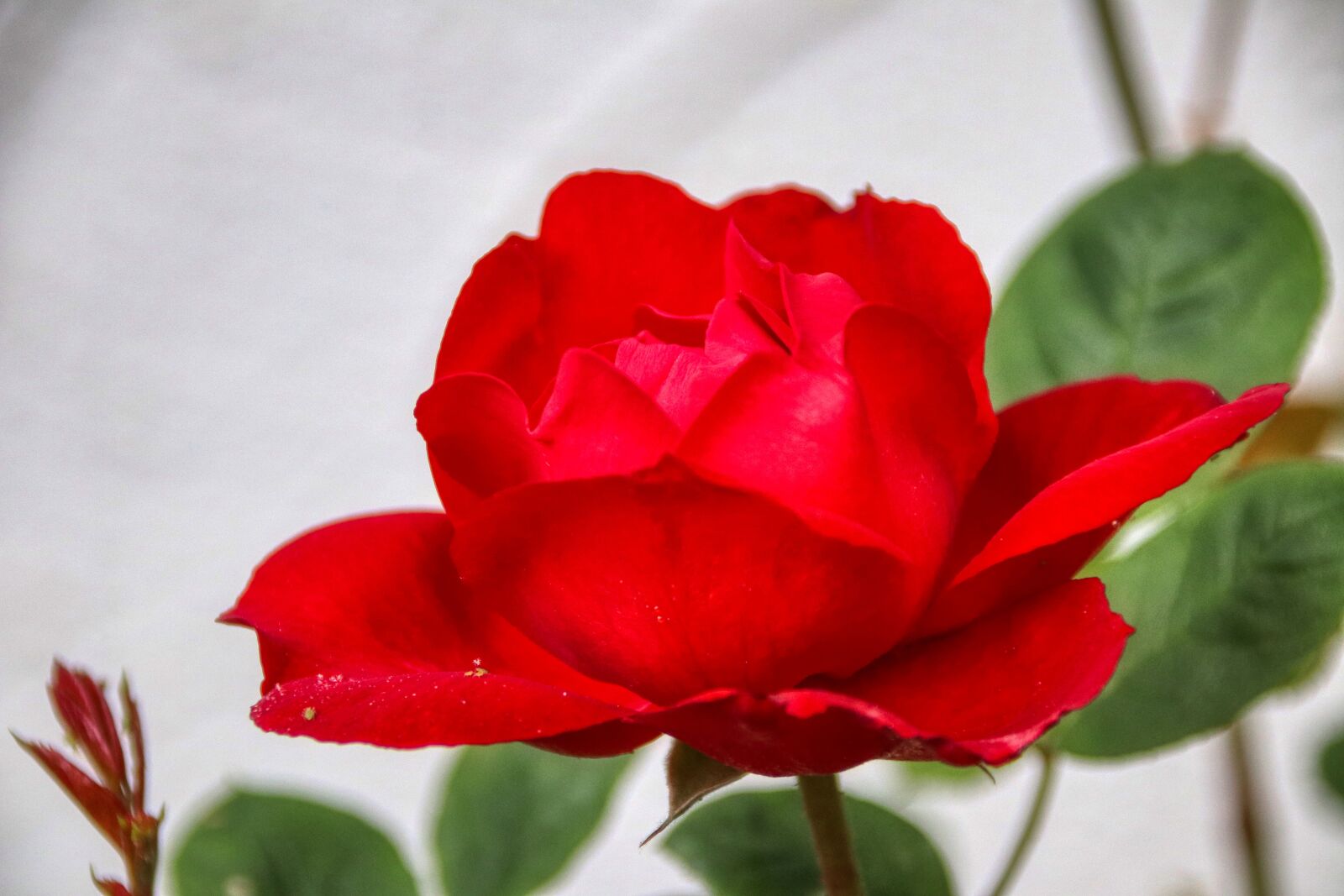 Canon EOS 80D sample photo. Rose, love, flower photography